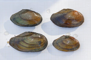 05092013092637 1989 art 1113 anodonta anatina