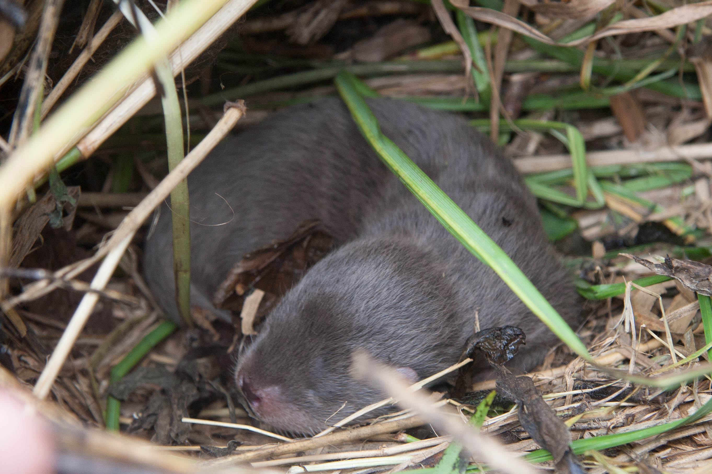 05092013092859 1990 art 1004 fischotter