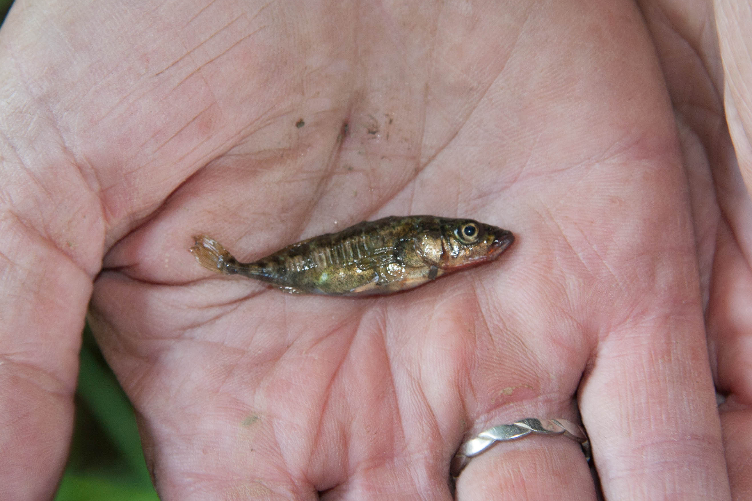 05092013093106 1991 art 1179 stichling