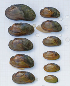 05092013093330 1992 art 1103 unio crassus