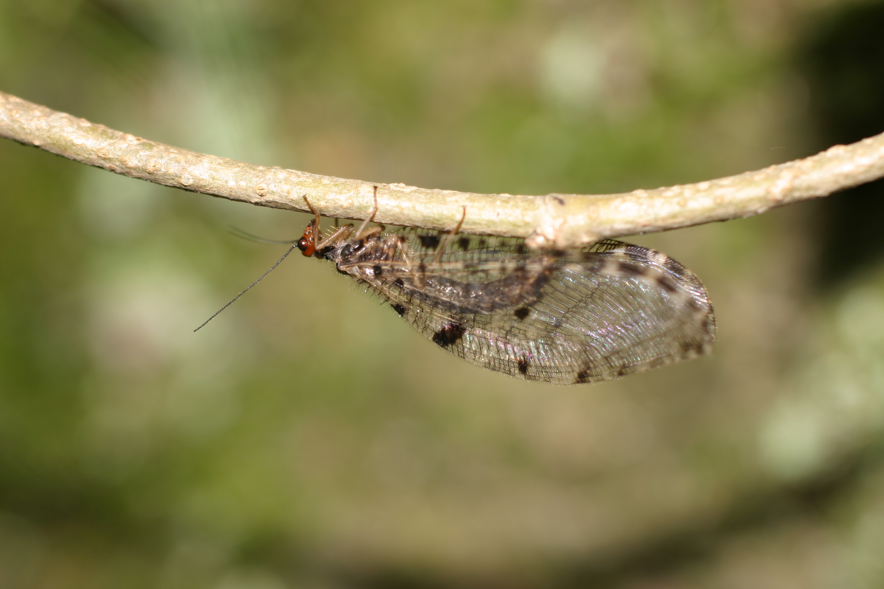 05092013180951 1996 art 895 klausen img 2591 5