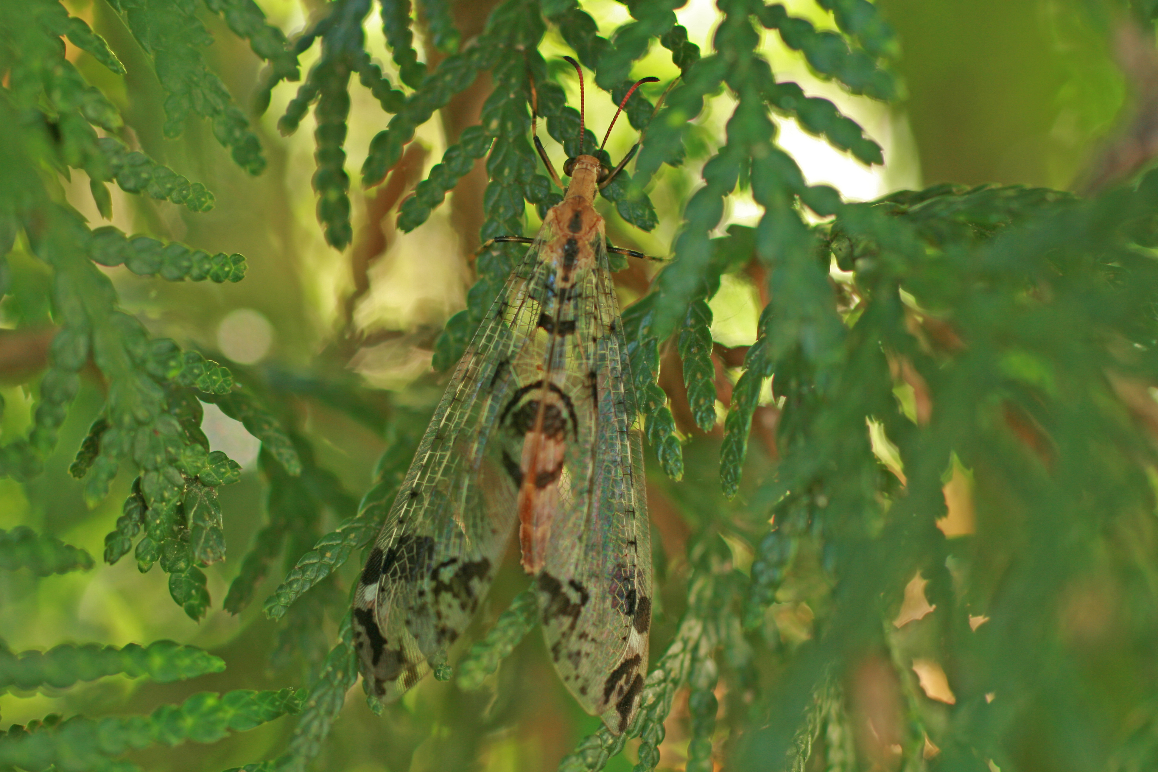 05092013182633 1997 art 1378 ameisenjungfer burgfried bild 010 2