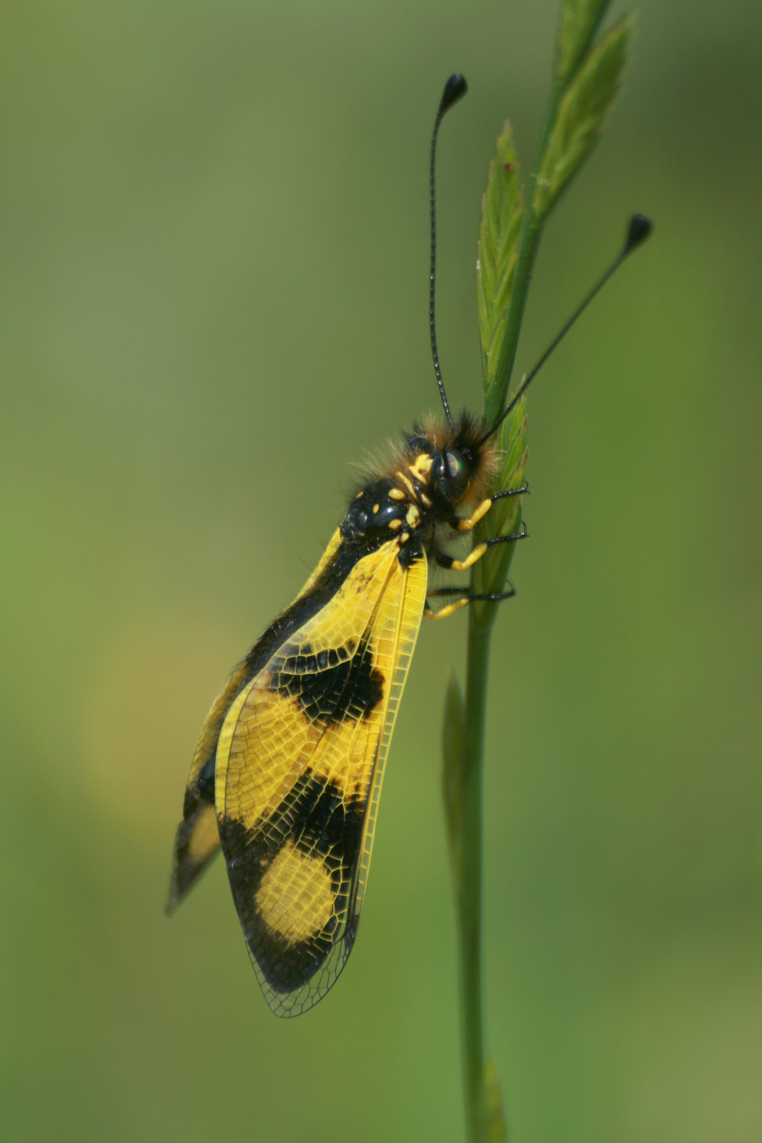 05092013183720 1998 art 893 15 libelloides macaronius Ostlicher schmetterlingshaft bejavec