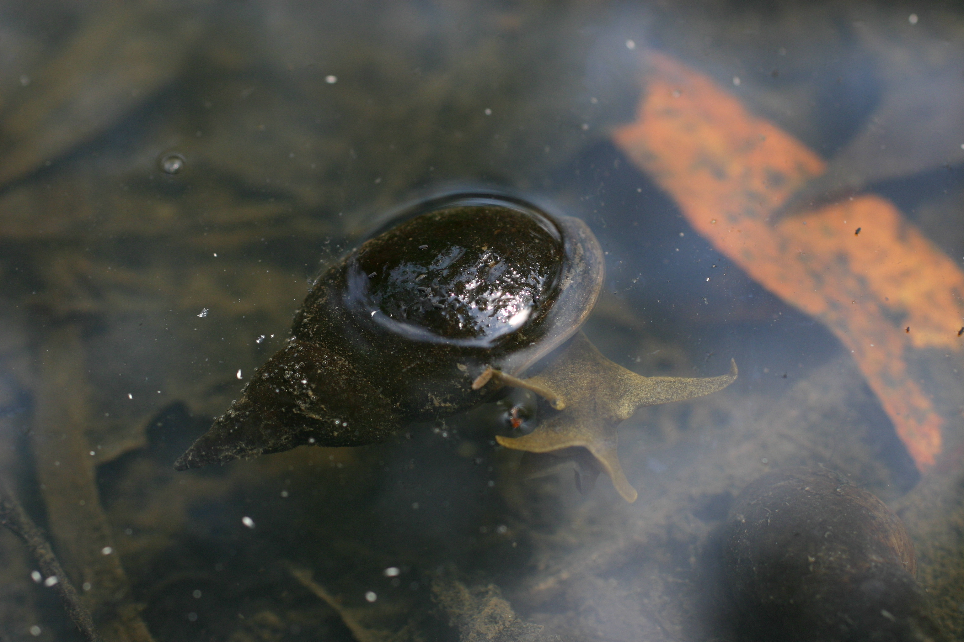 05092013215050 2002 art 1379 riesenschnecken murbgau mellach img 3402 9