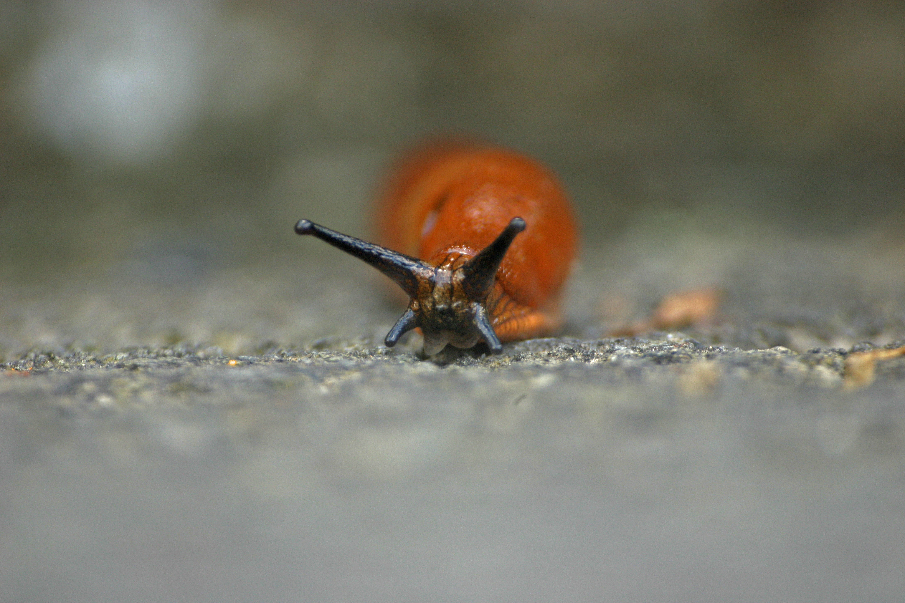 05092013215600 2003 art 1380 burgfried img 5038