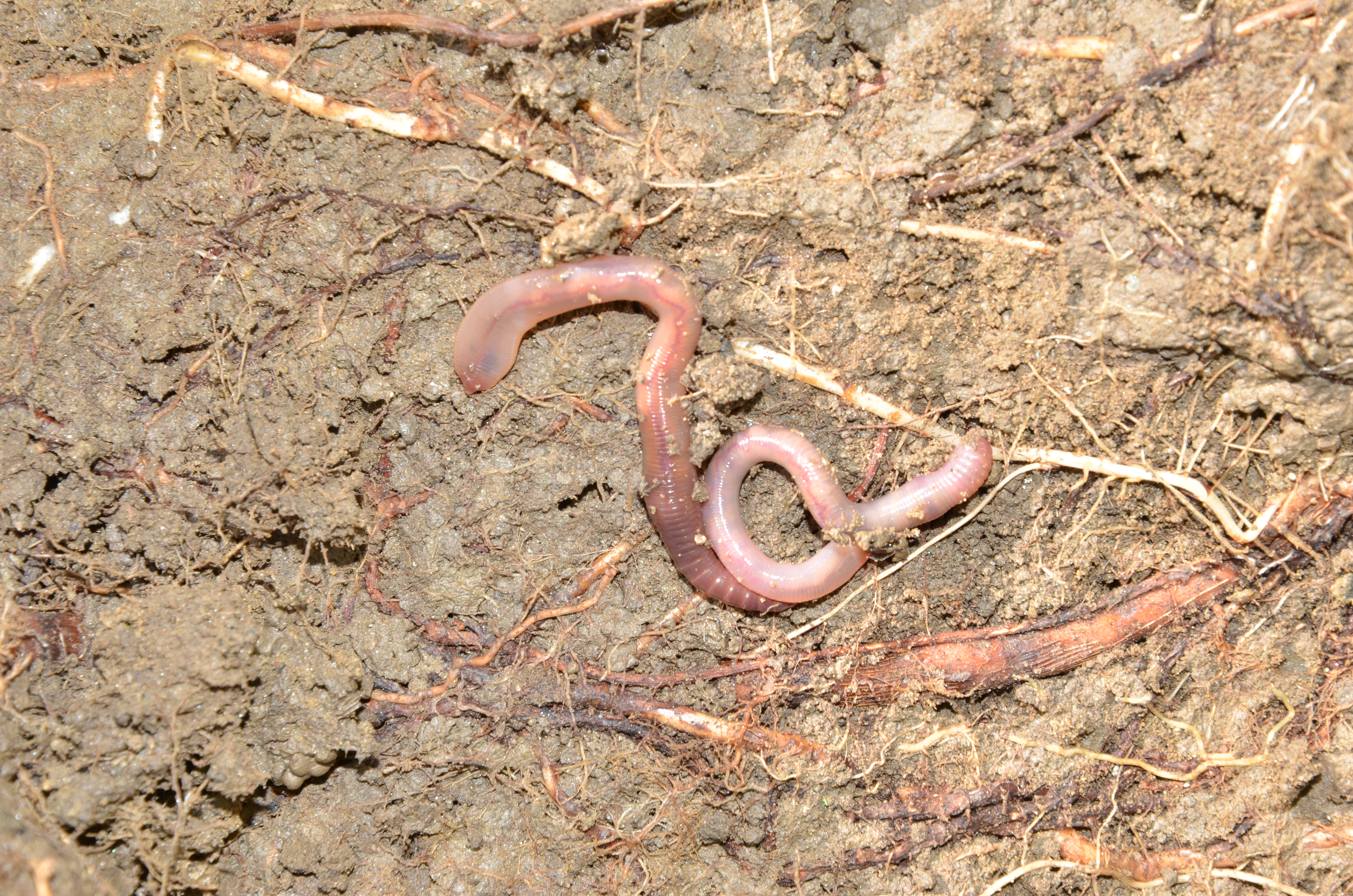 05102013153659 2173 art 1417 dsc 0308