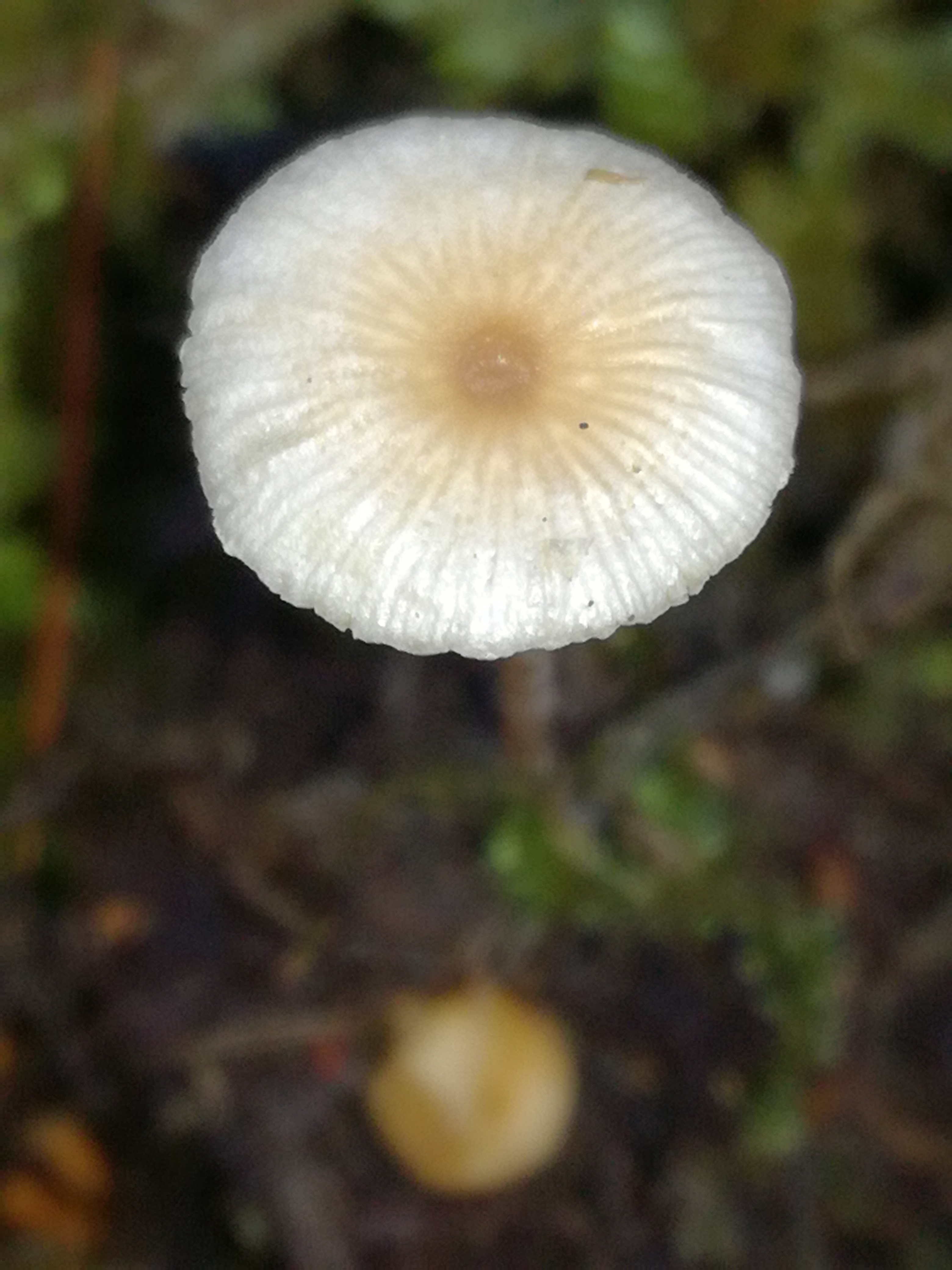 05112017185215 3275 art 1950 img 20171104 120454