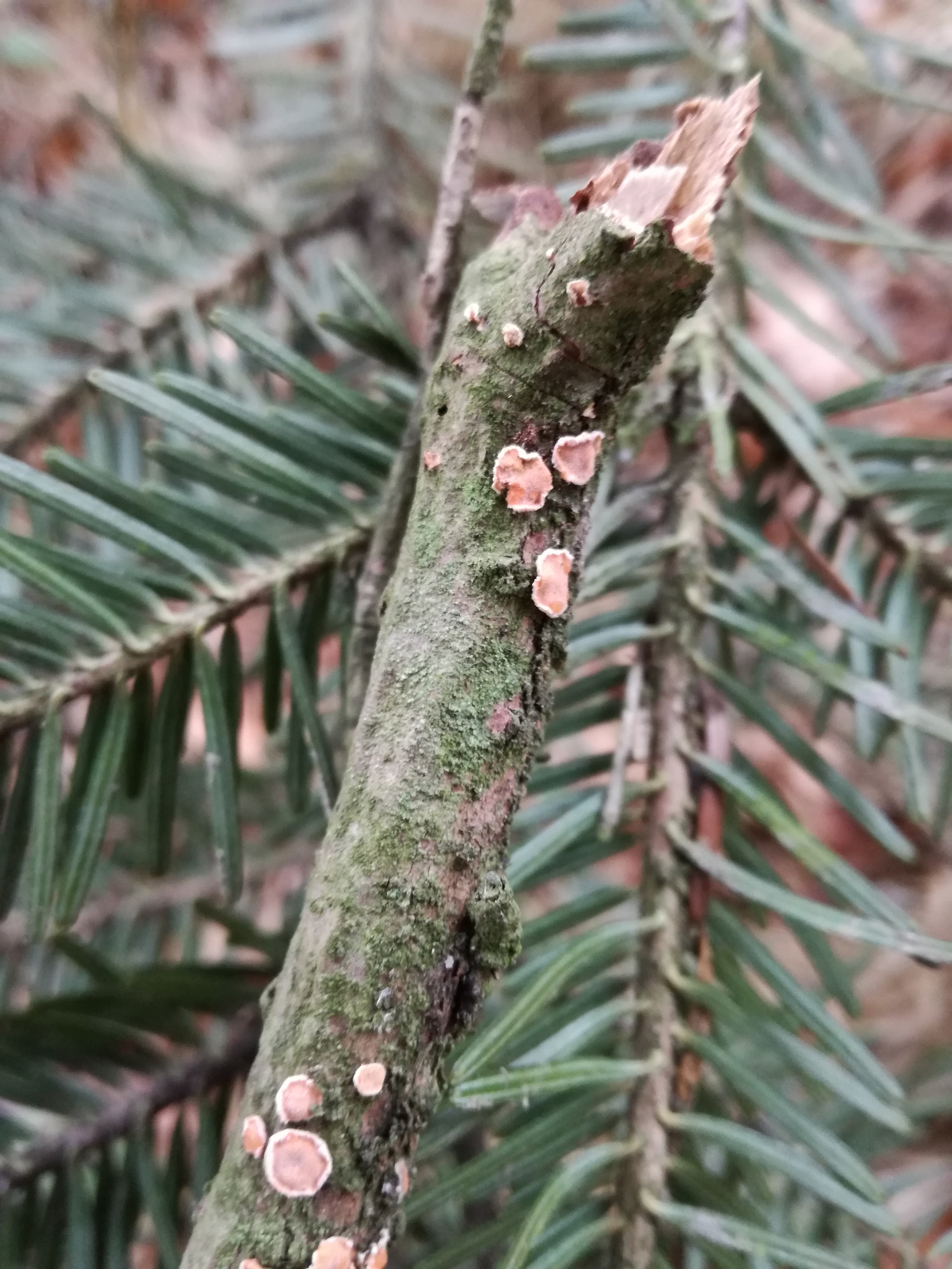 05112017193608 3278 art 1951 img 20161216 132647