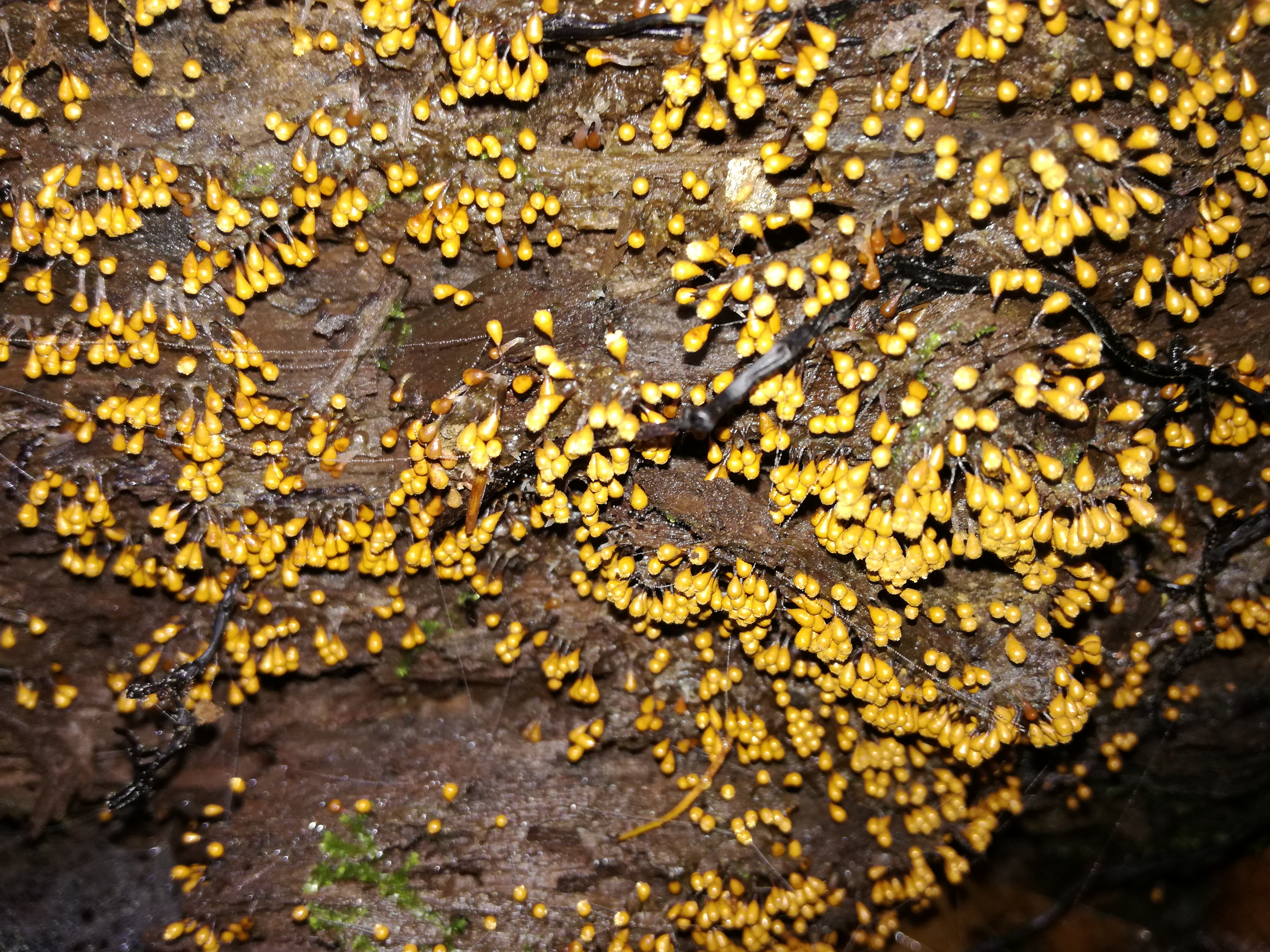 05112017193856 3279 art 517 img 20161124 124232