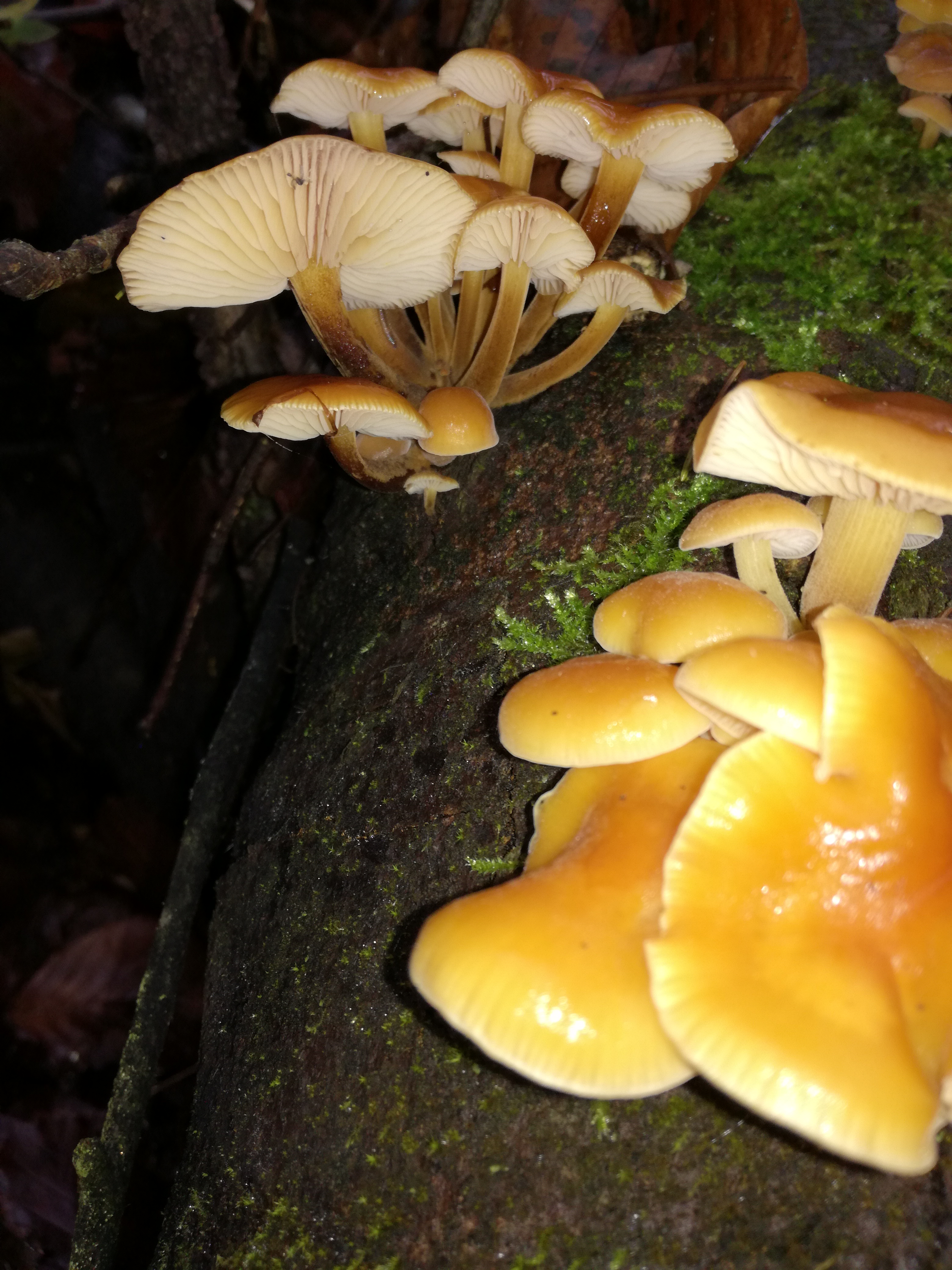 05112017195223 3280 art 1952 img 20161124 flammulina velutipes 1