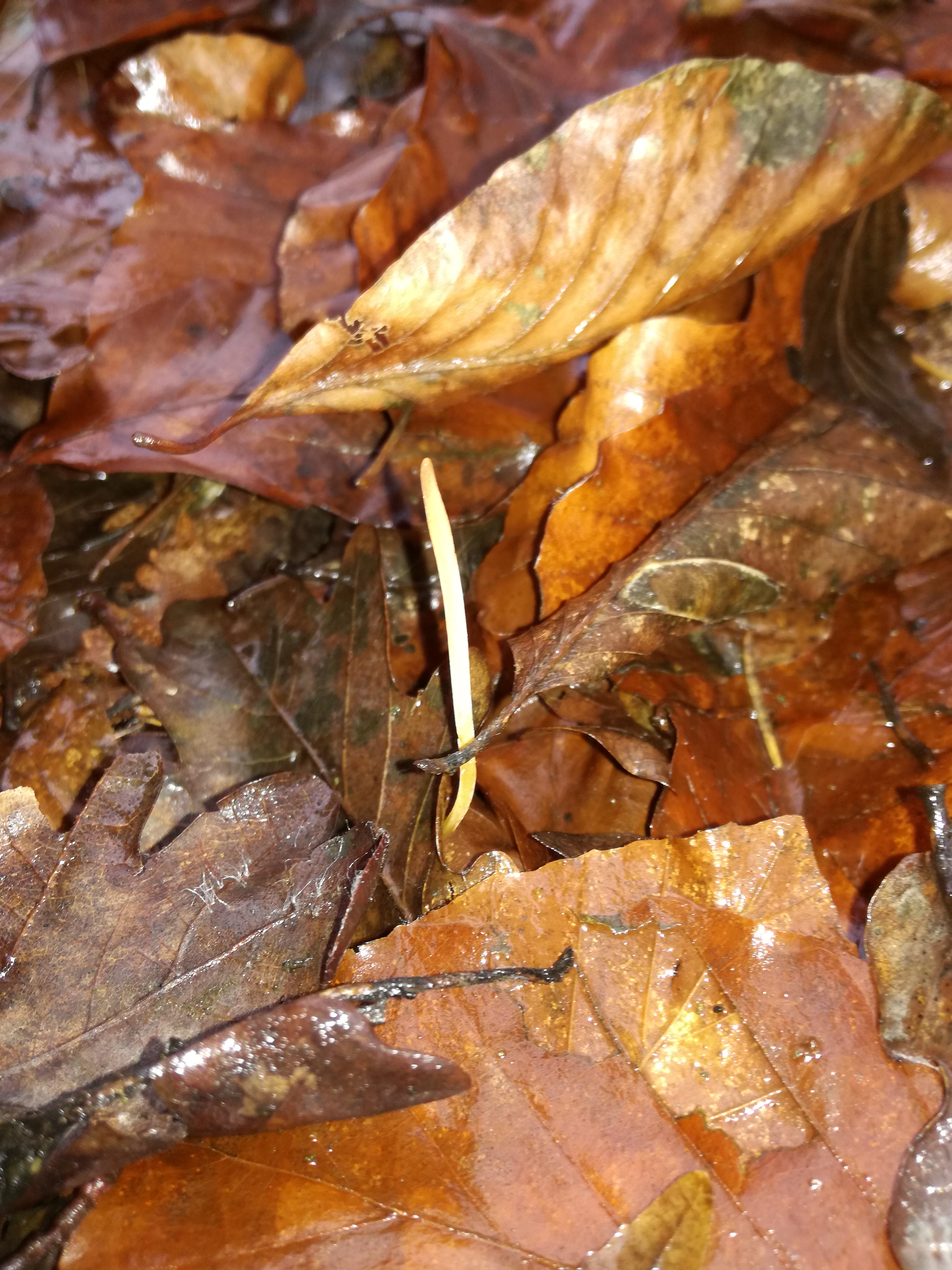 05112017200820 3281 art 1953 img 20161124 macrotyphula fistulosa 1