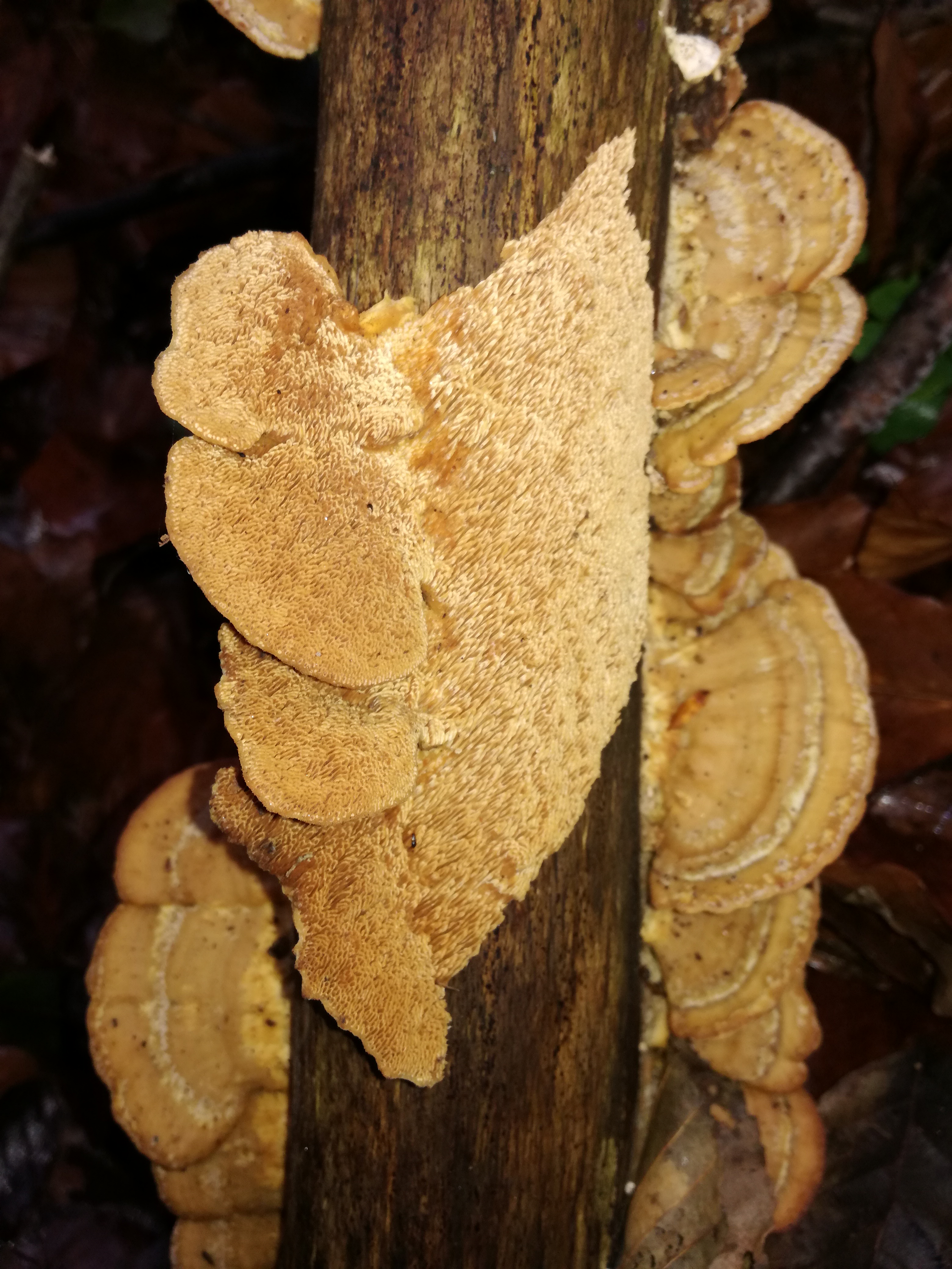 05112017202447 3282 art 1954 img 20161124 steccherinum ochraceum 2