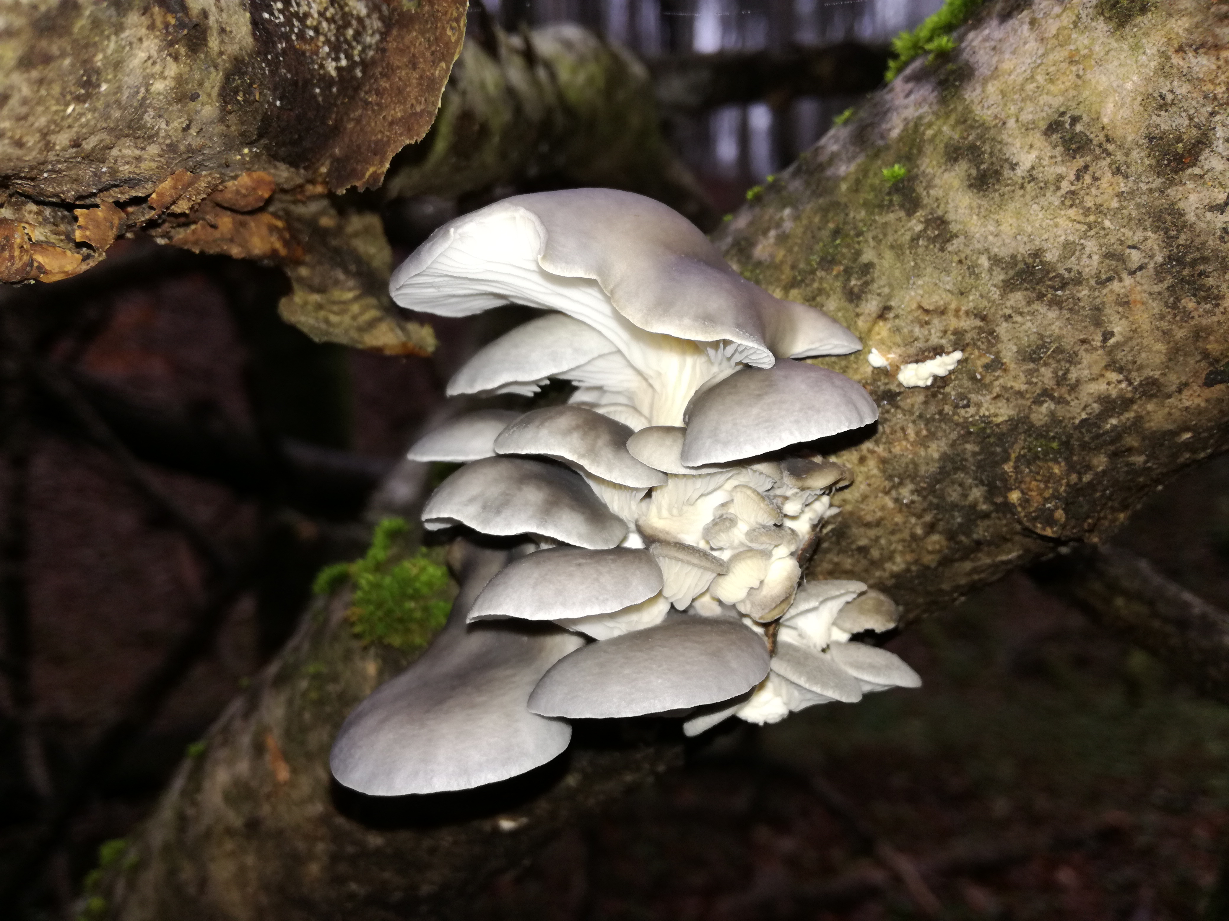 05112017202950 3283 art 1904 img 20161124 pleurotus ostreatus var columbinus 1