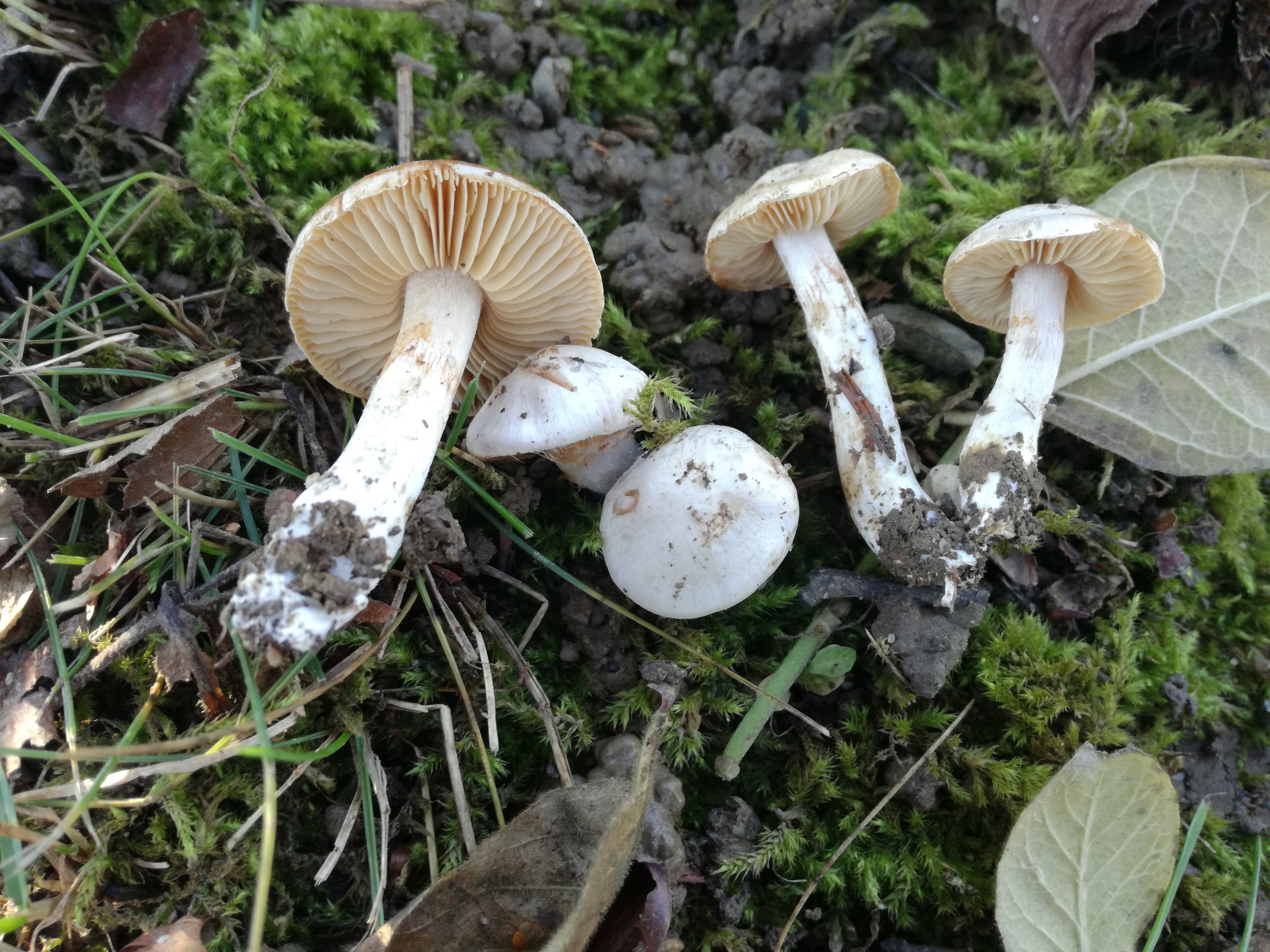 05112017204942 3284 art 1955 img c galeobdolon