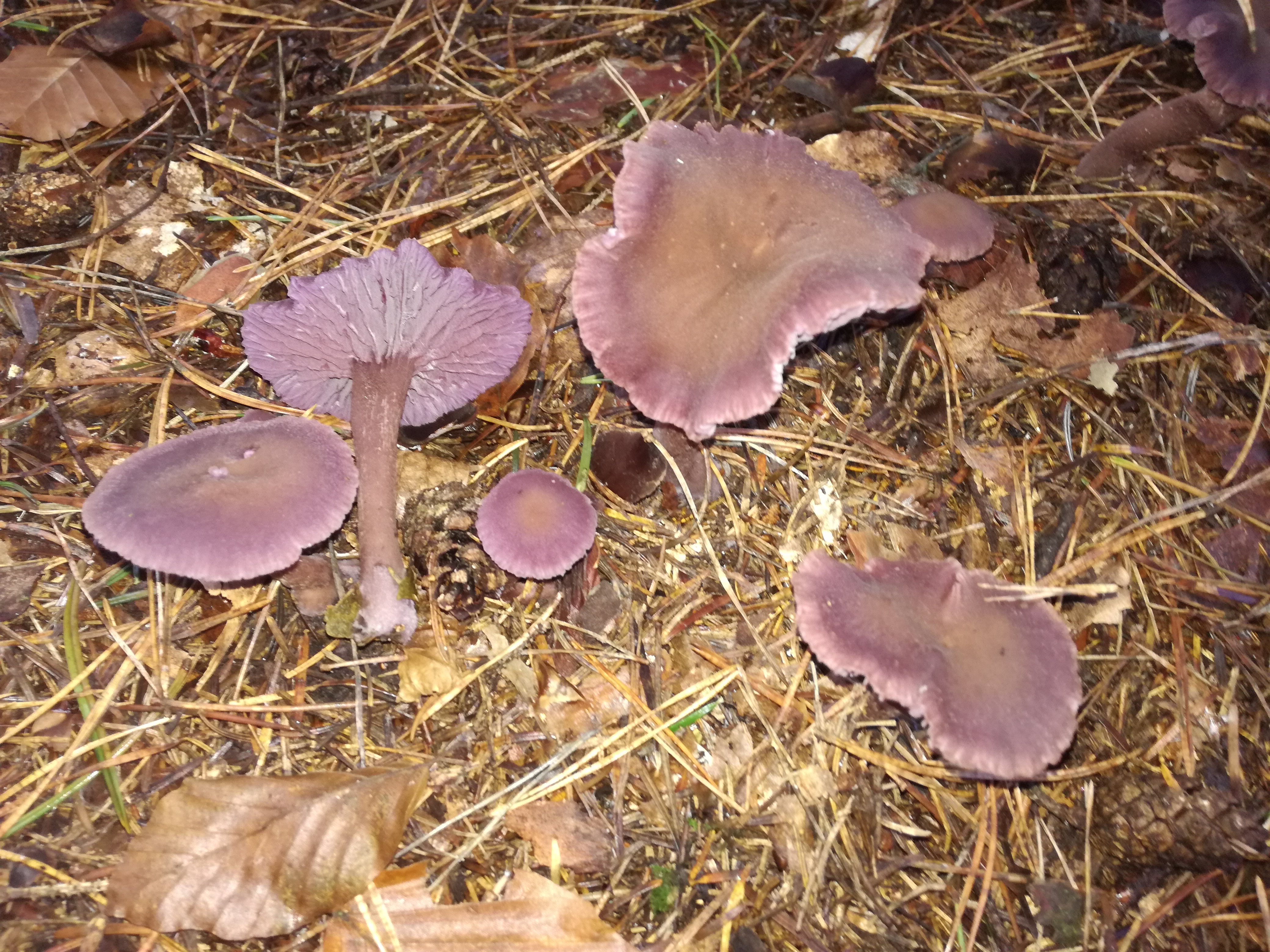 05112017211617 3285 art 1956 img 20161122 105459