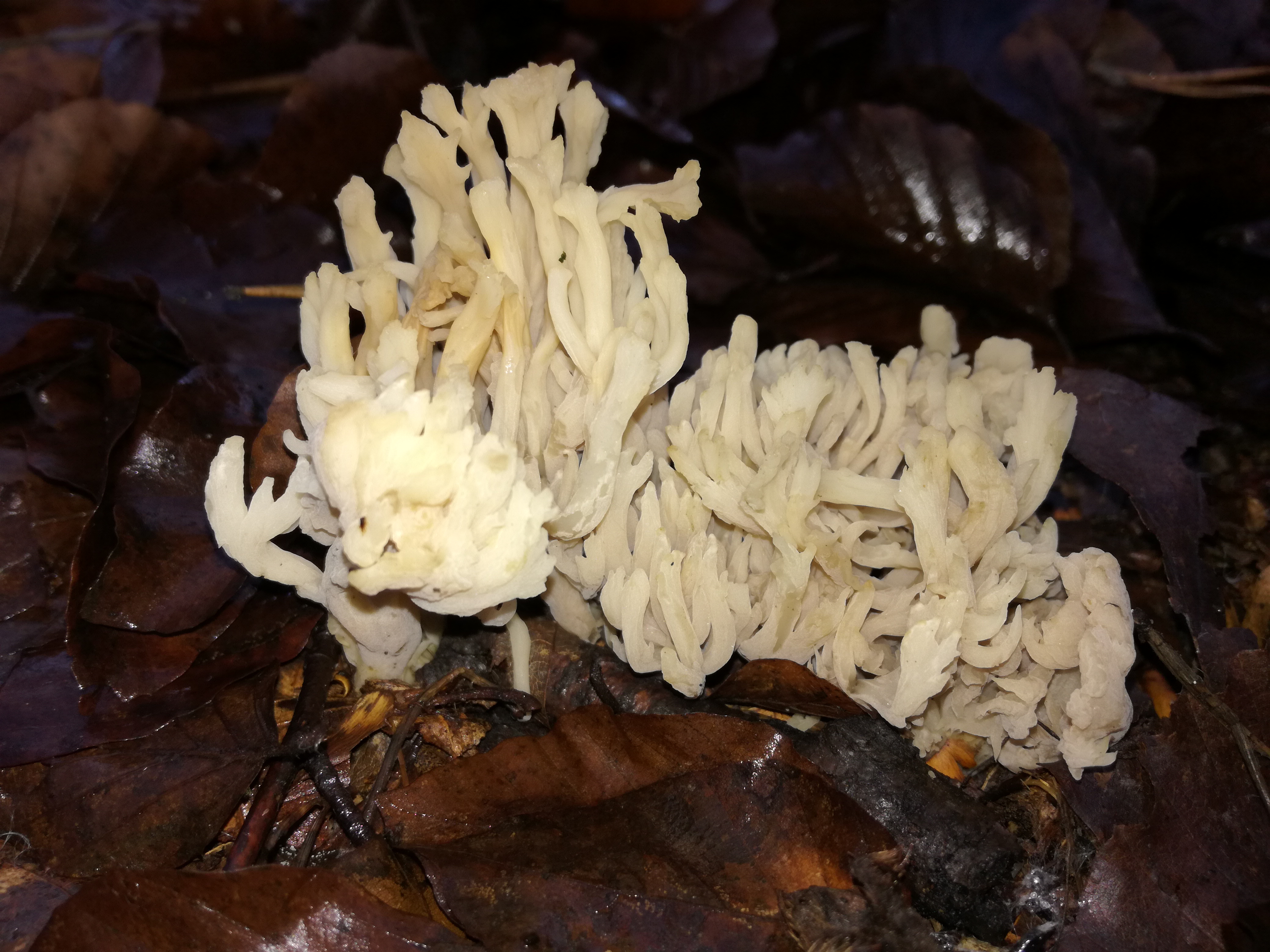 05112017214034 3286 art 1957 img 20161122 103602