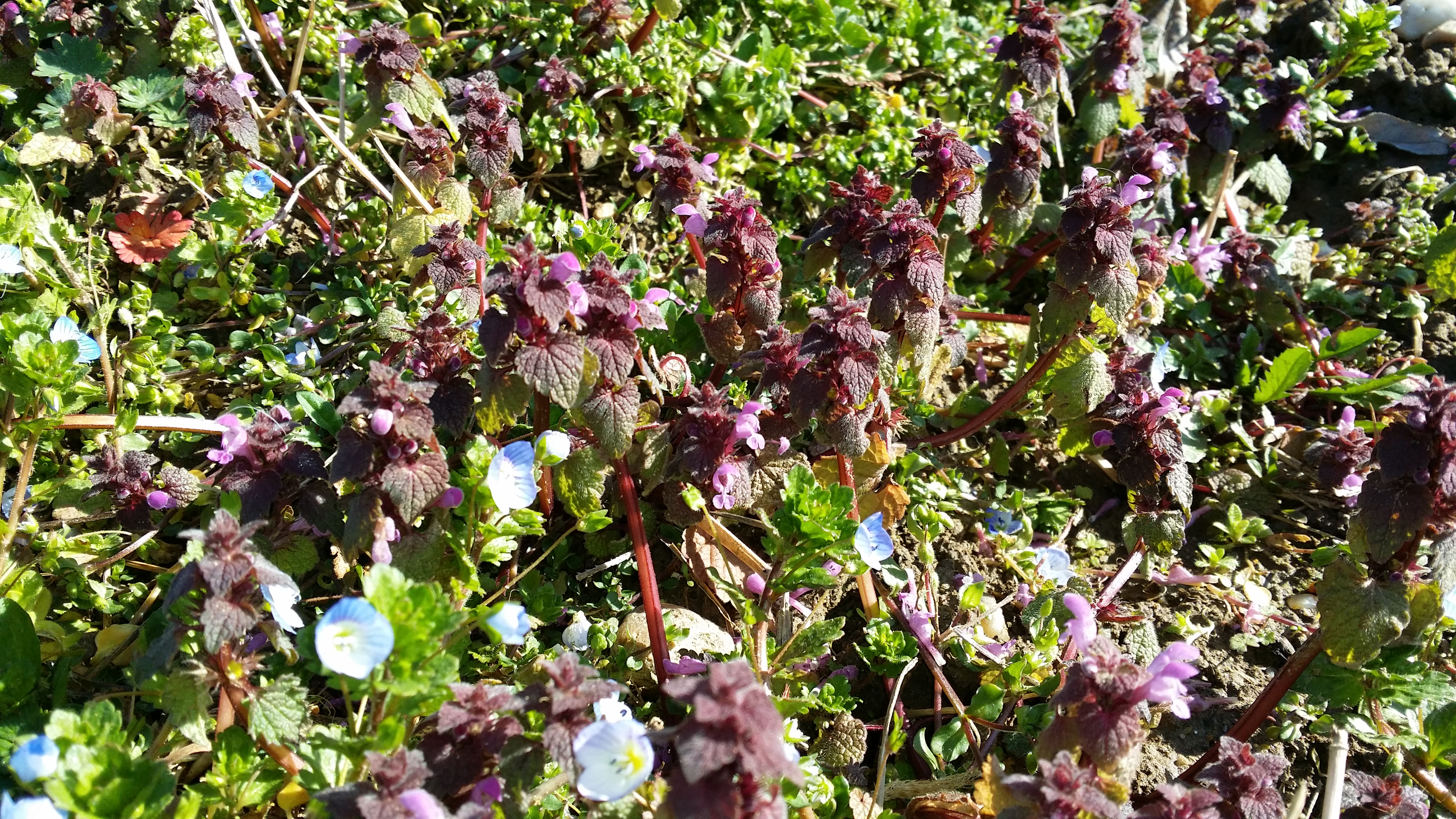 06032016143131 2792 art 1446 20160306 095731