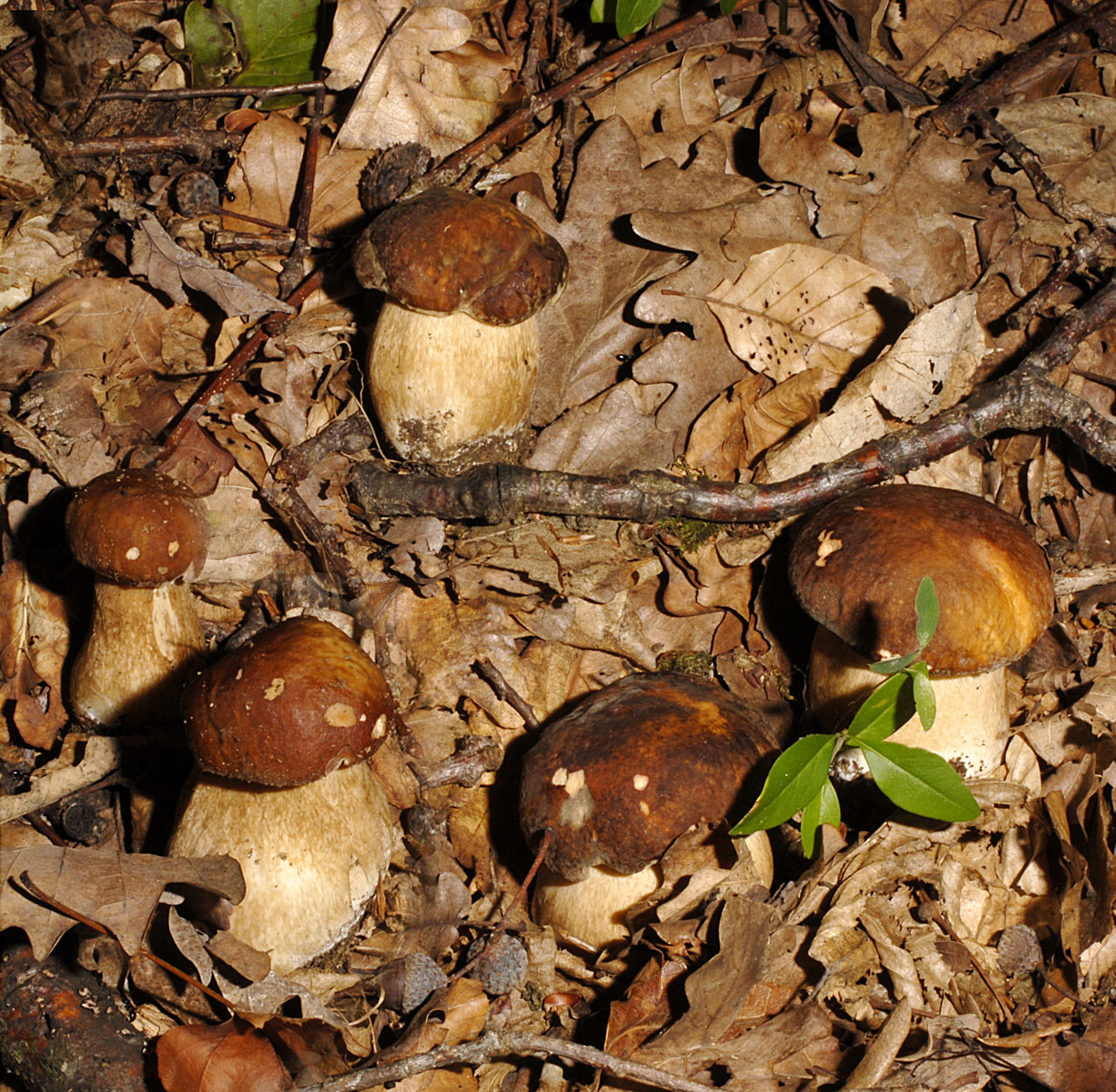 06052013075619 230 art 246 6404 bol aereus e4 kopie2