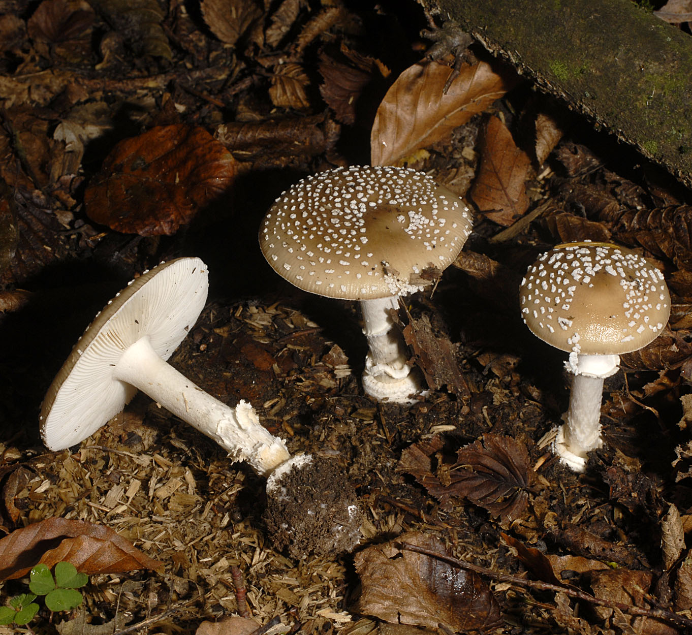 06052013081426 231 art 247 7077 amanita pantherina e173 kopie