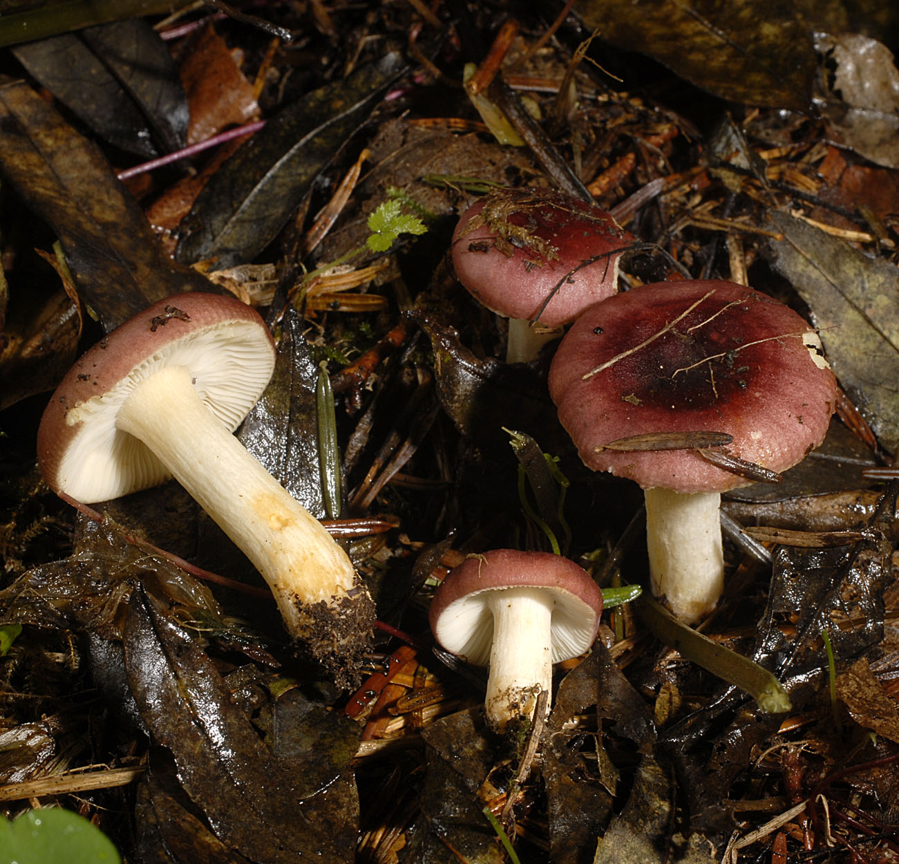 06052013082631 232 art 248 6958 rus puellaris e76 kopie