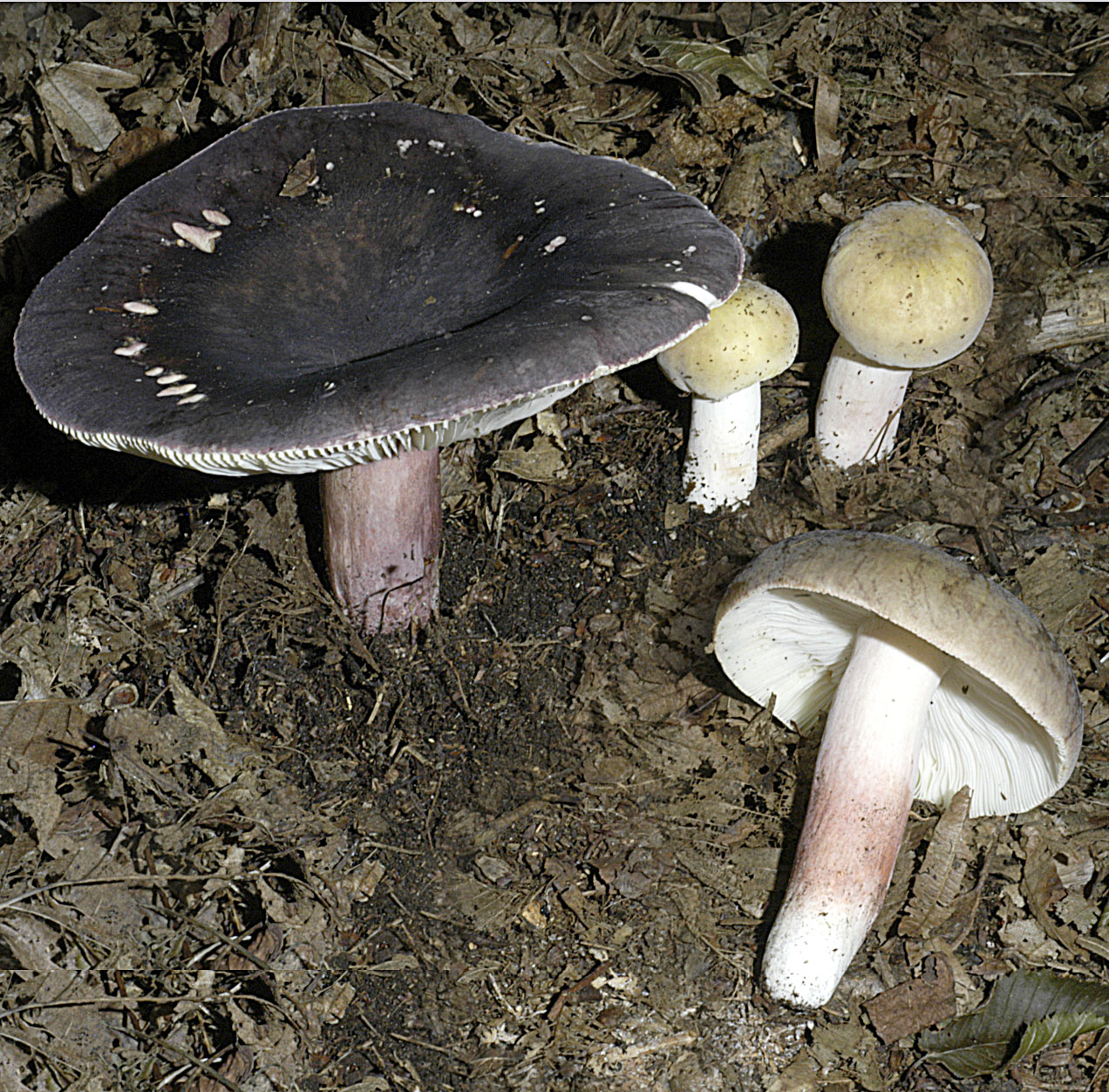 06052013085322 233 art 251 rus violeipes 5298 e1 kopie2