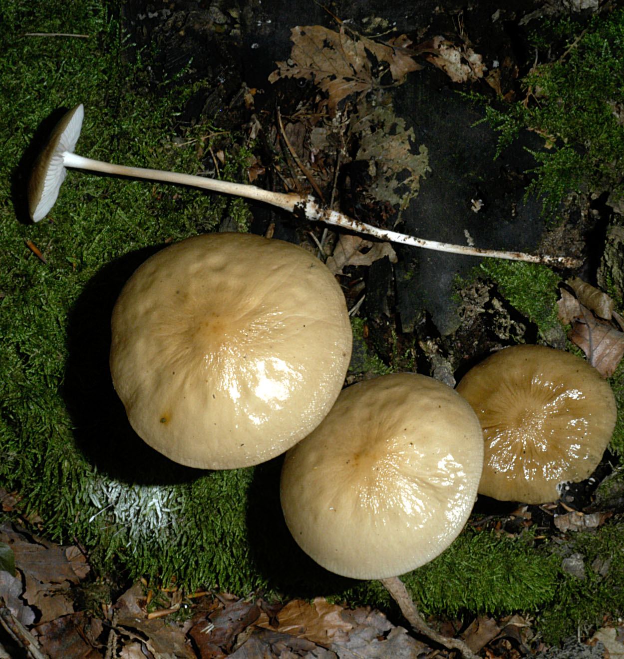 06052013090730 234 art 252 xer radicata 5044 41 kopie