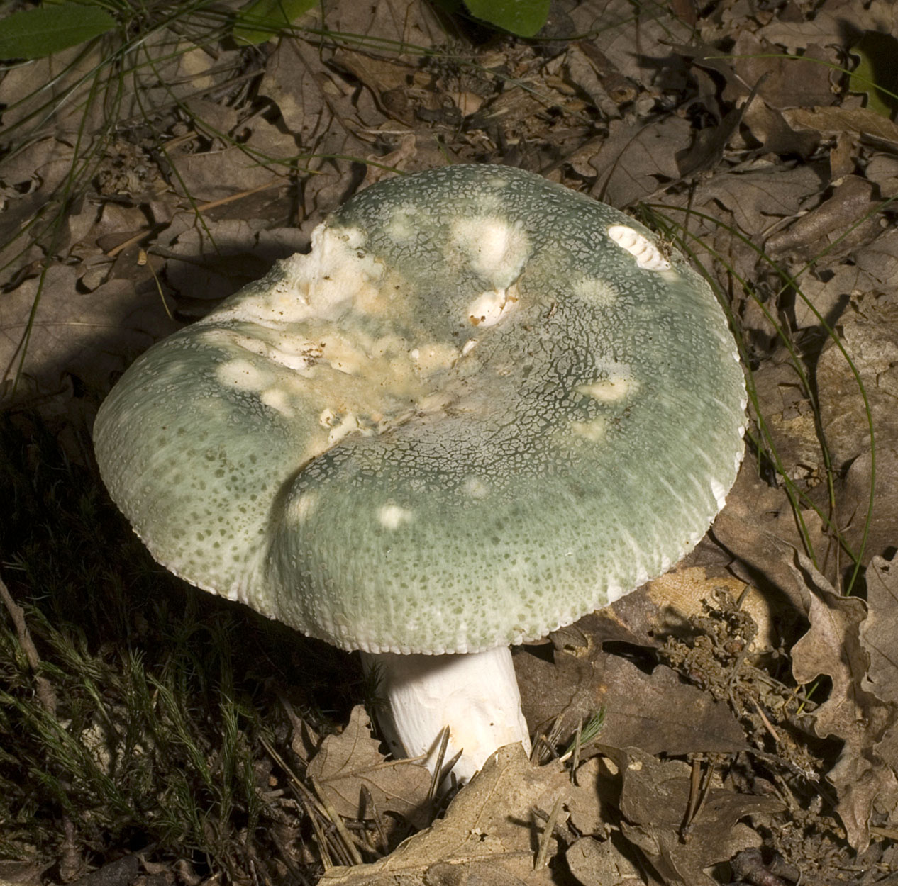 06052013091651 235 art 253 rus virescens 5467 1 kopie