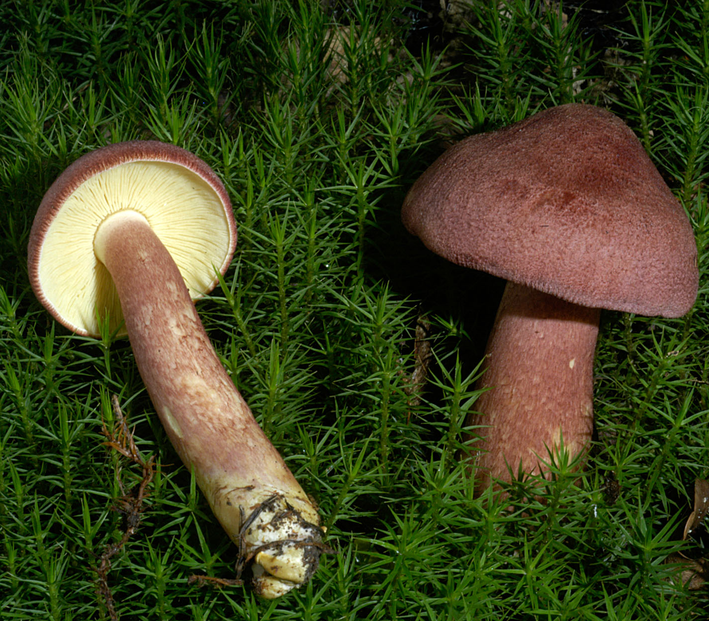 06052013092815 236 art 255 tri rutilans 5046 60 kopie