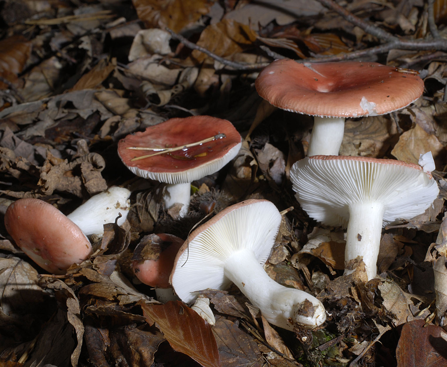 06052013093757 237 art 256 rus mairei 5696 88 kopie