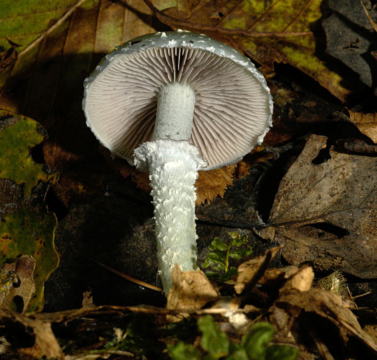 06052013095137 238 art 258 str aeruginosa 5169 43 kopie