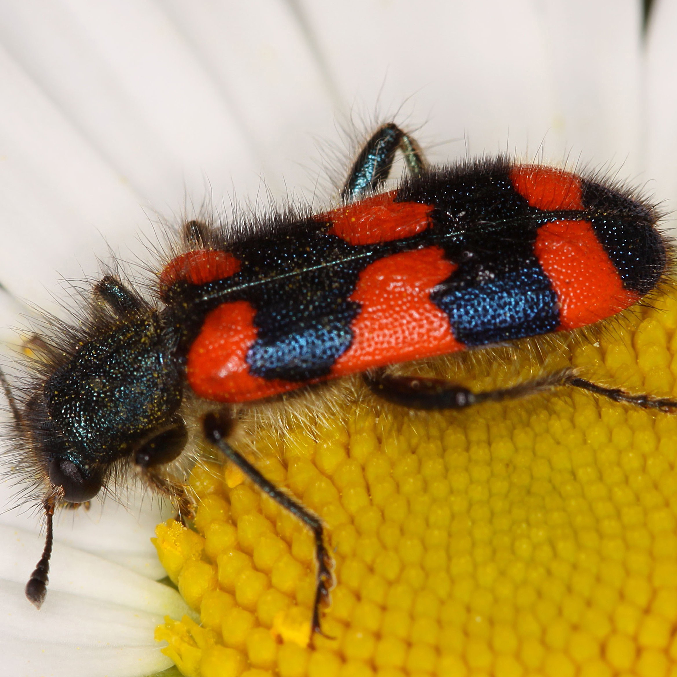 06052013111035 241 art 261 trichodes favarius