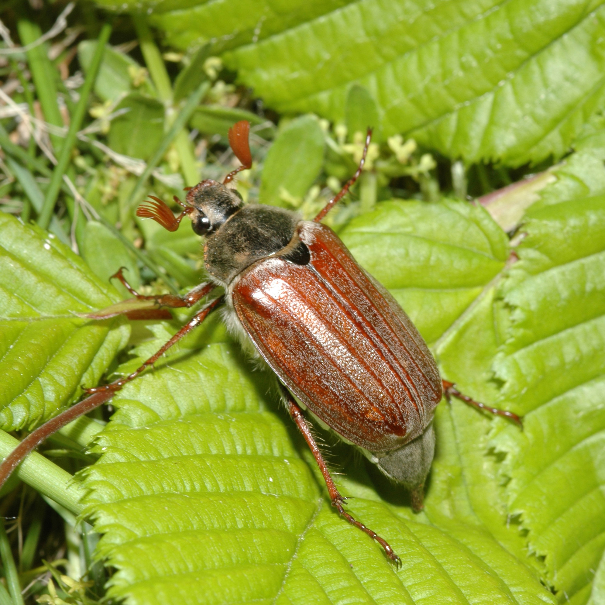 06052013111801 242 art 263 melolontha melolontha 4 2