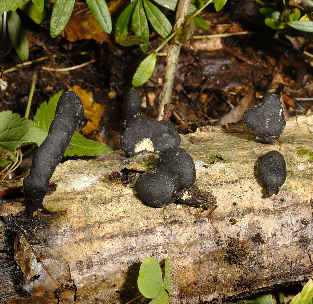 06052013114042 243 art 266 6970 xyl corniformis e83 kopie