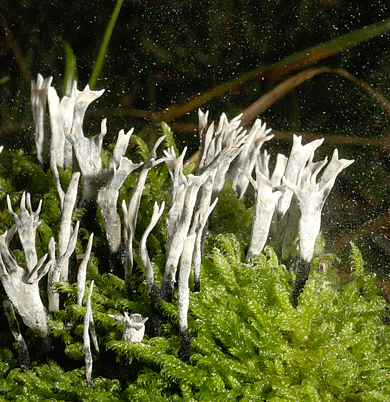 06052013121757 244 art 271 xyl hypoxylon 5188 staub 9 kopie