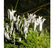 Geweihförmige Holzkeule Konidienstadium