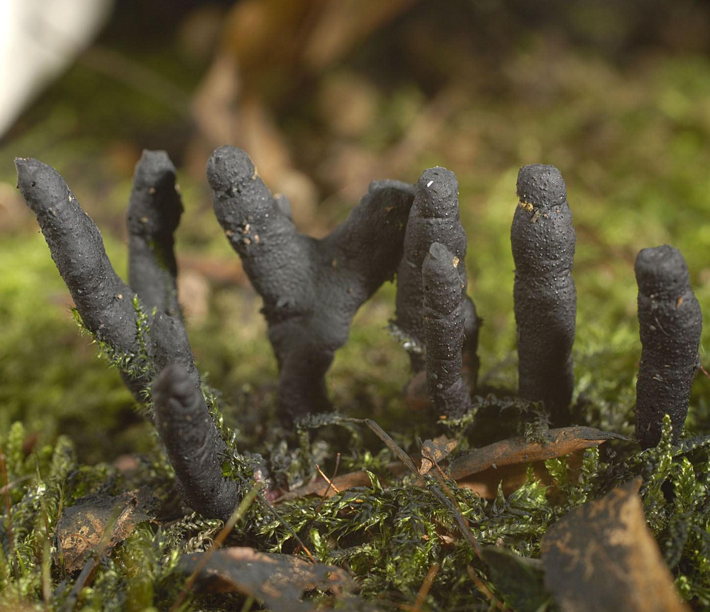 06052013122144 245 art 272 xyl hypoxylon 5793 110 kopie