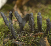 Geweihförmige Holzkeule Ascusstadium