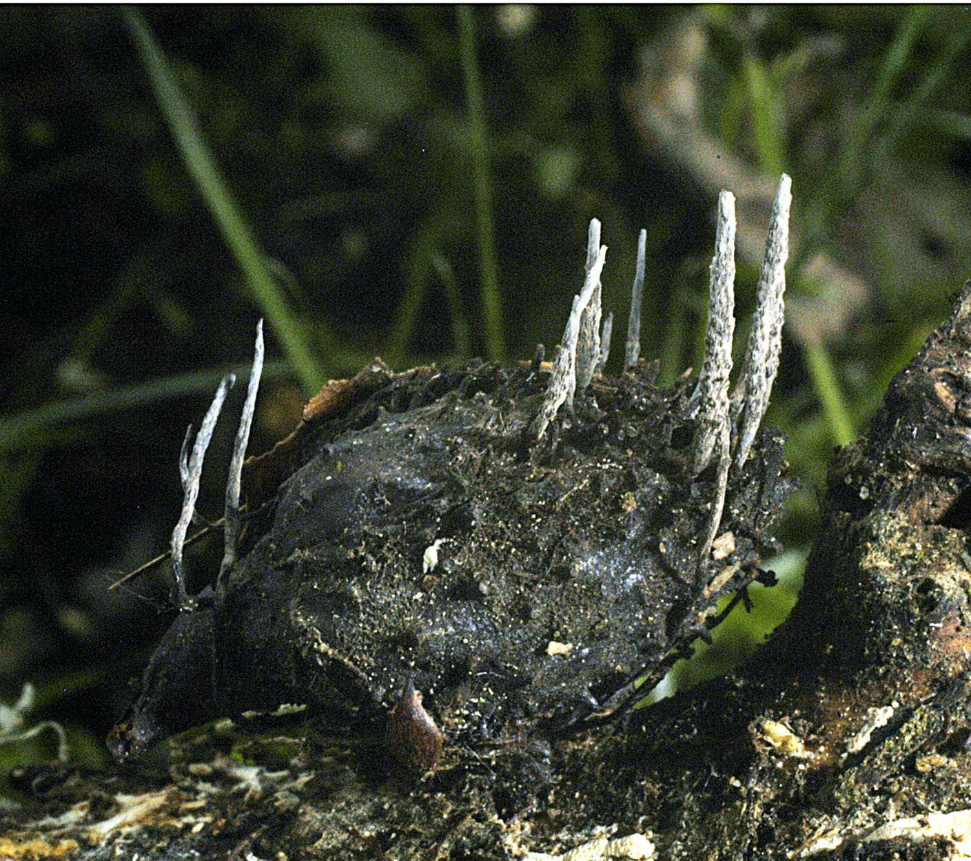 06052013124253 246 art 274 xyl carpophila 5457 11 kopie