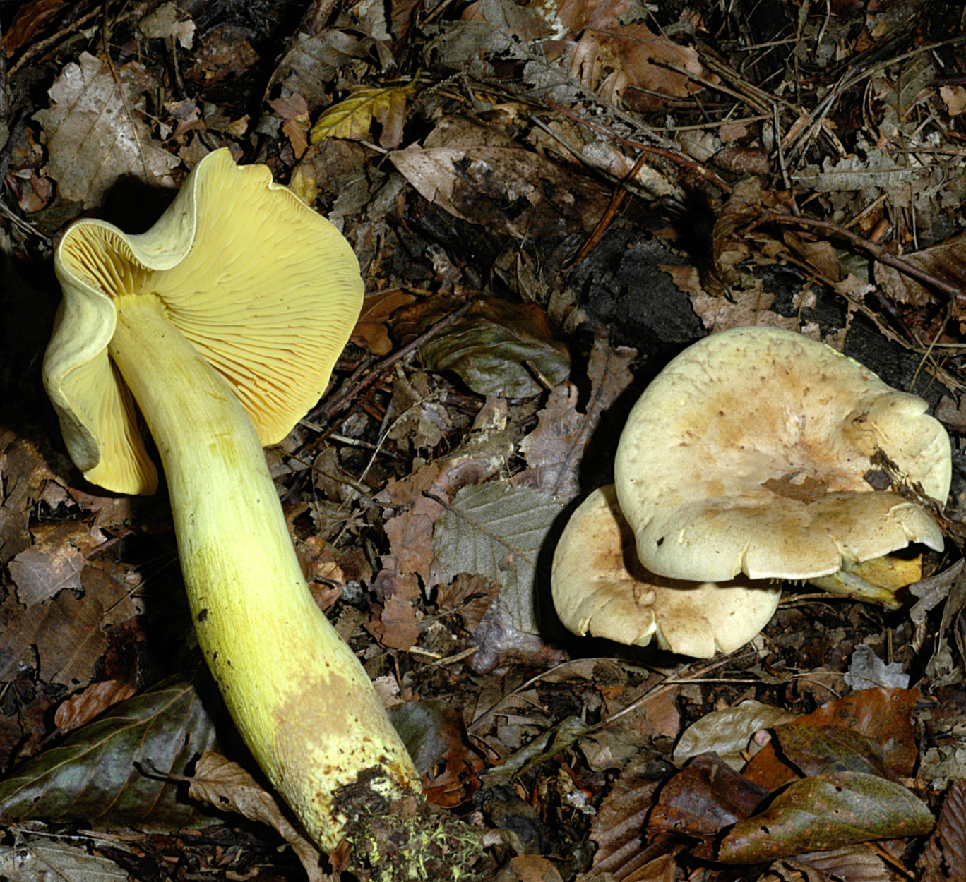 06052013163320 248 art 281 tri sulphureum 5036 1 kopie