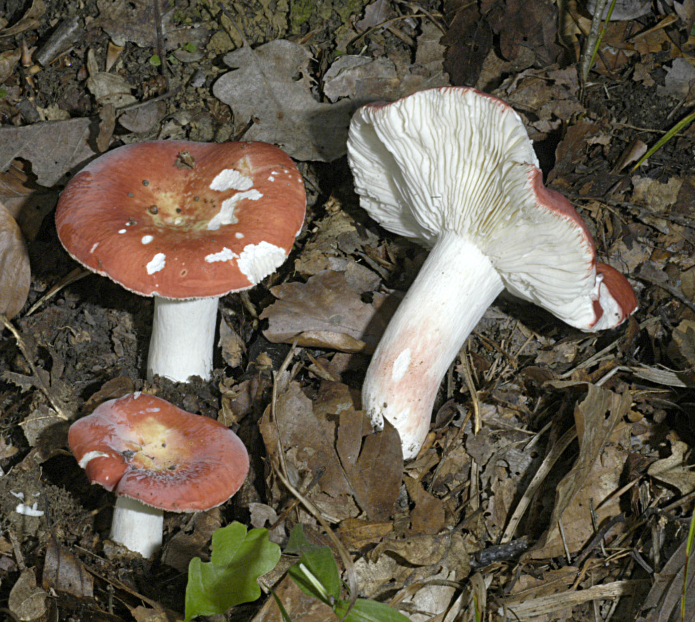 06052013164421 249 art 282 rus lepida 5307 26 kopie