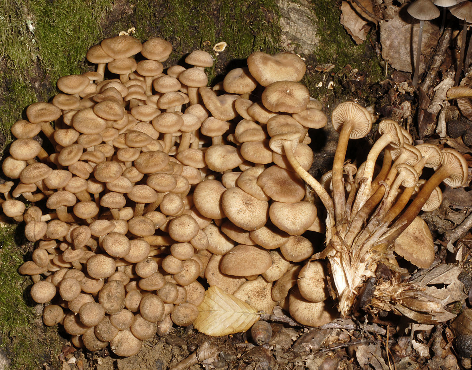 06052013175152 250 art 283 6487 arm tabescens e9 kopie