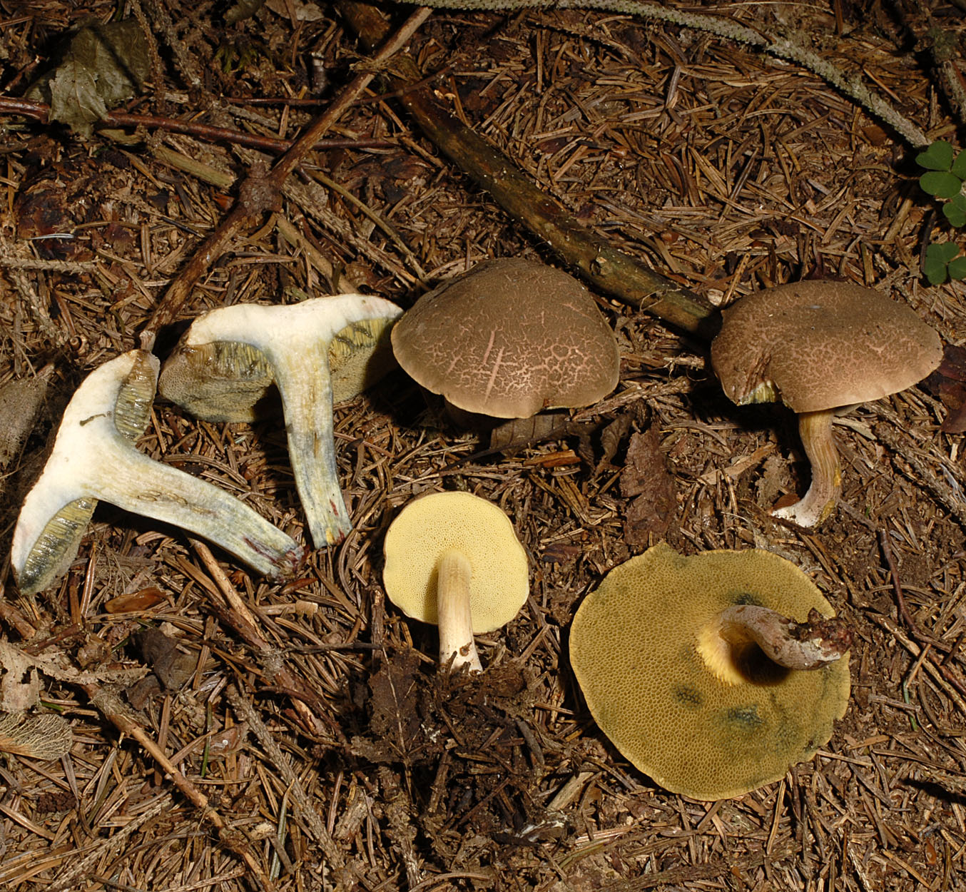 06052013180451 254 art 284 6836 xer cisalpinus e14 kopie