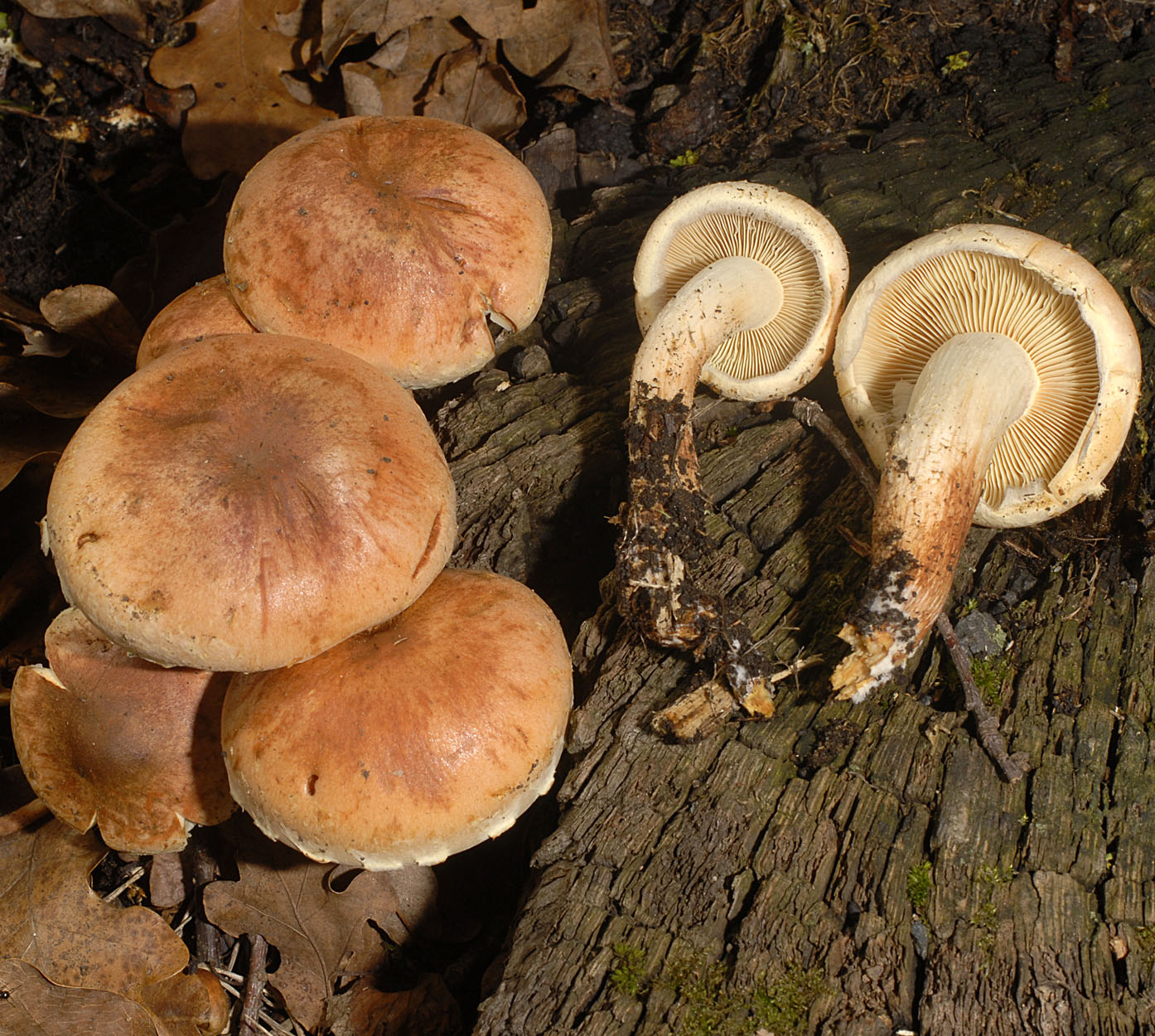 06052013200539 259 art 288 7114 hypholoma lateritium e233 kopie