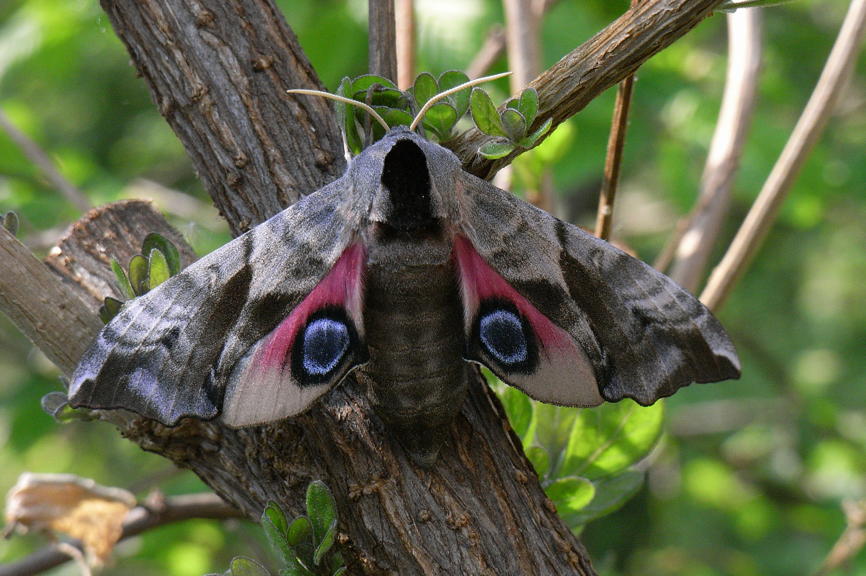 06052013205702 260 art 290 smerinthus ocellata 10a