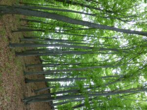 06052014142723 2359 lebensraum 1109 lebensraum buchenwald neu