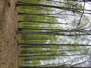 06052014142849 2360 lebensraum 1109 lebensraum buchenwald1 neu