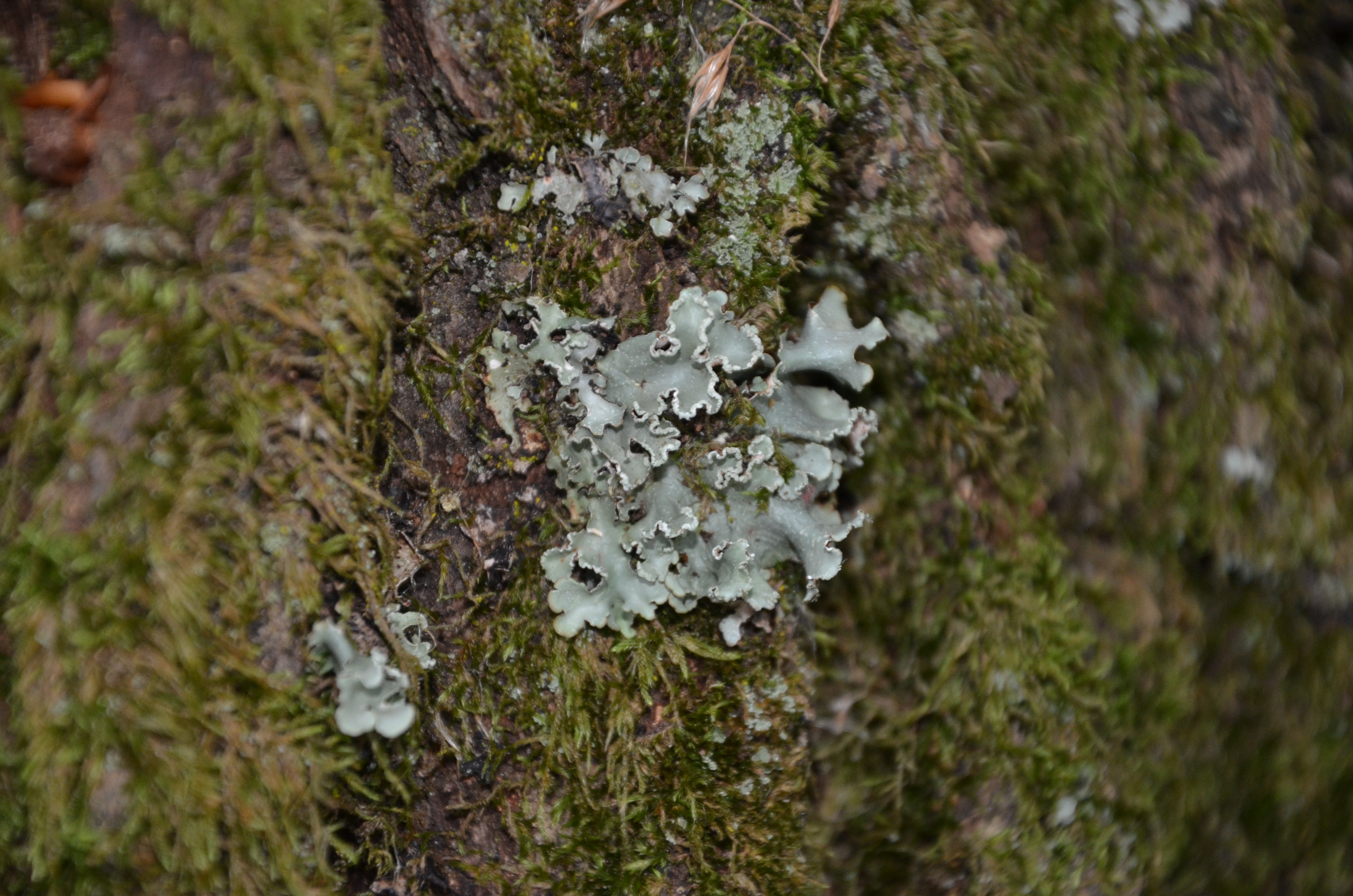 06062013214414 931 art 878 1306 lafnitz gb exkursion parmotrema chinense