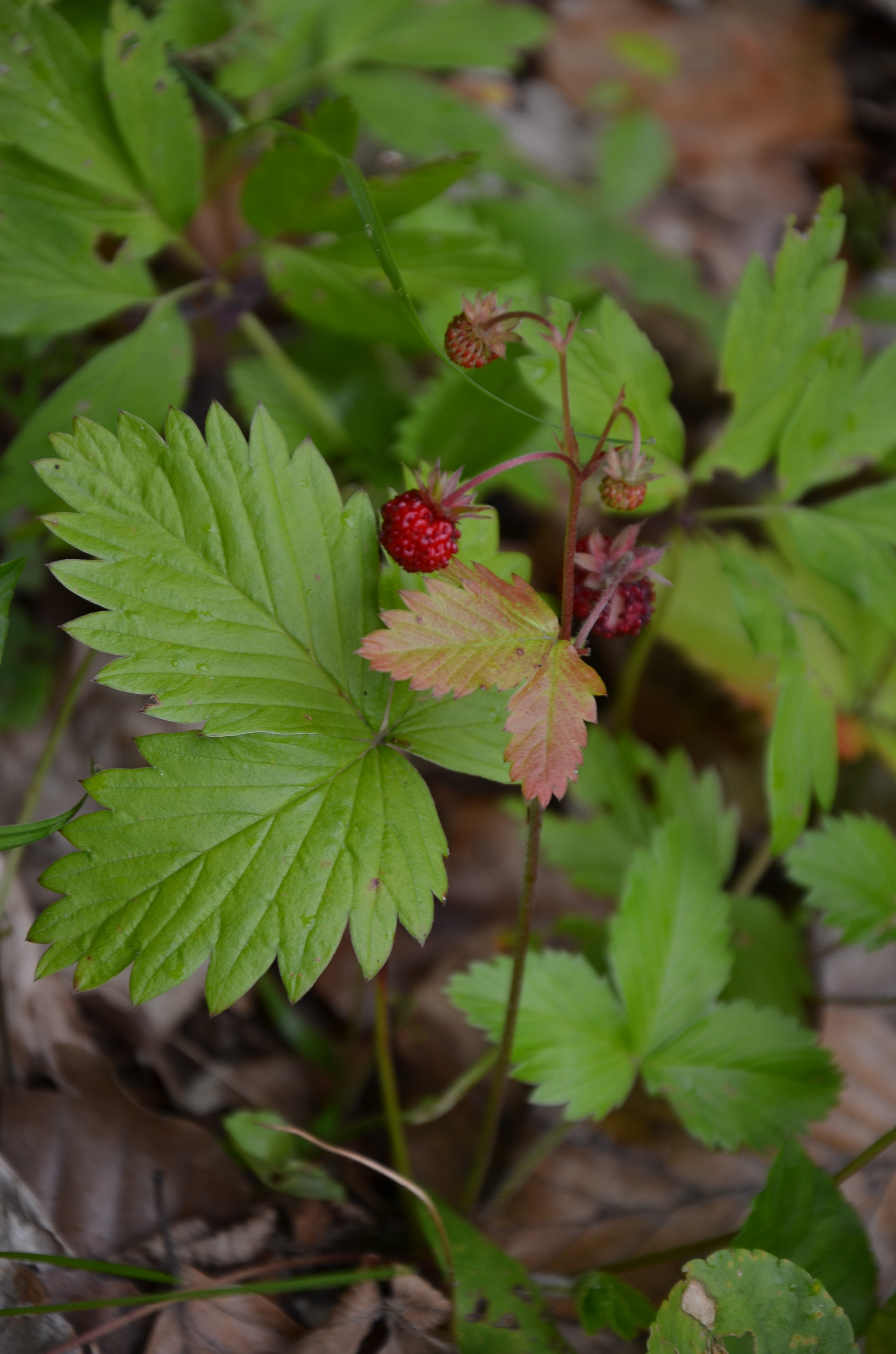 06062014092655 2485 art 1532 dsc 5063