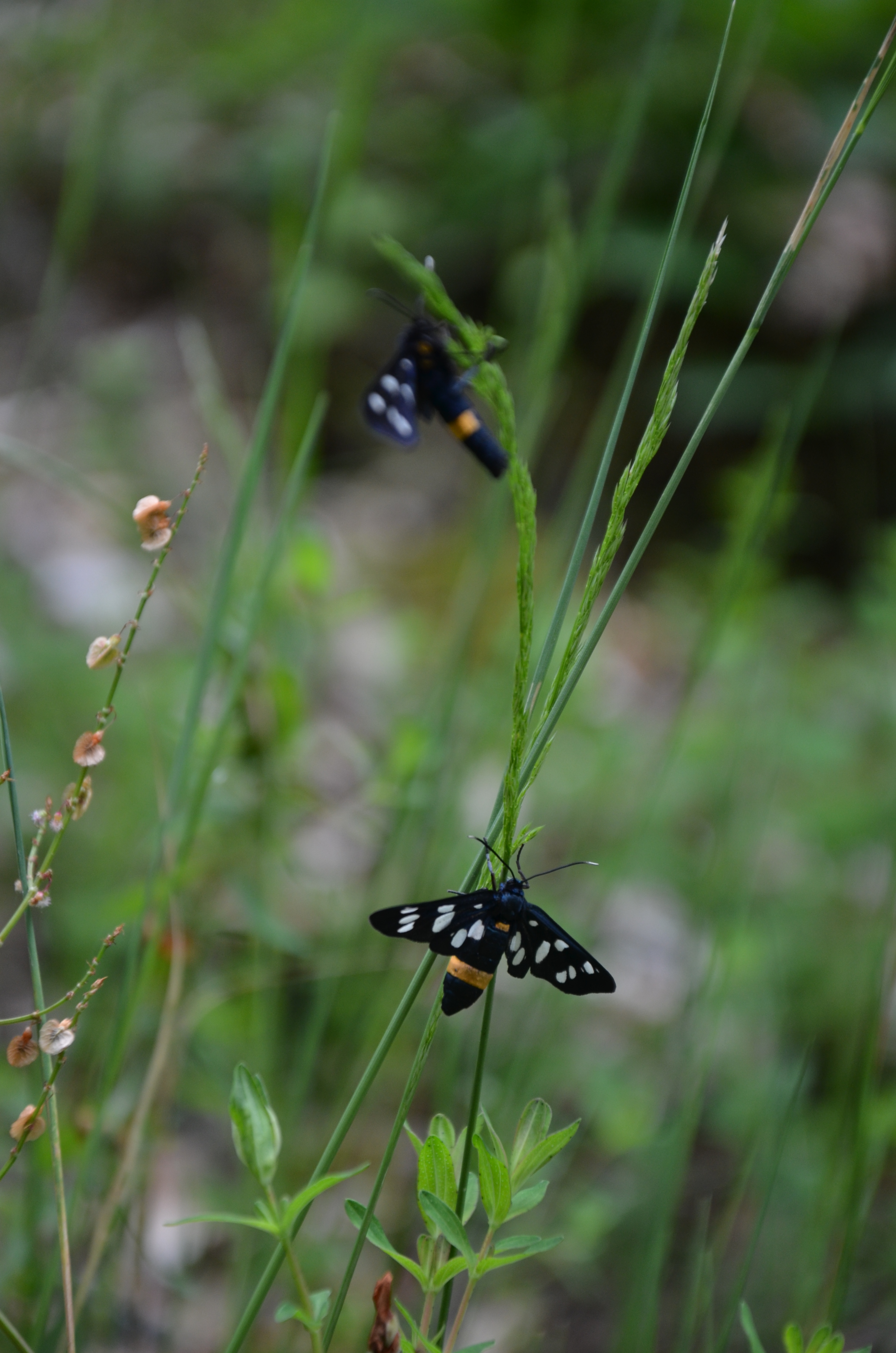 06062014094626 2486 art 1533 dsc 5075