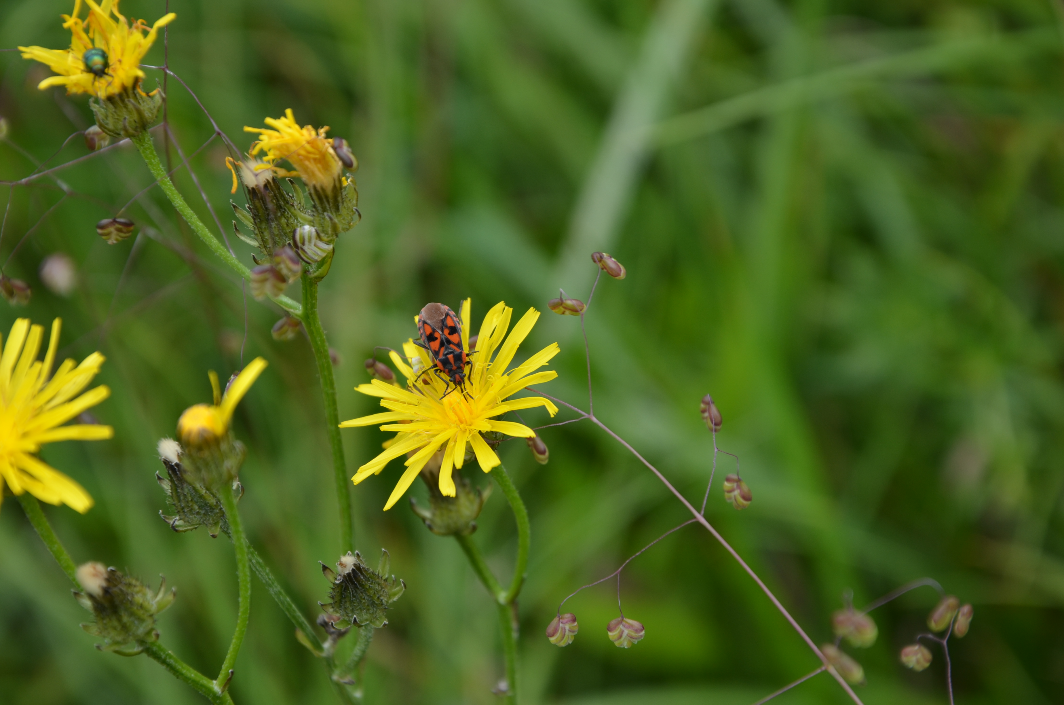 06062014095029 2488 art 1530 stein ritterwanze spilostethus saxathilis auf picris hieracioides